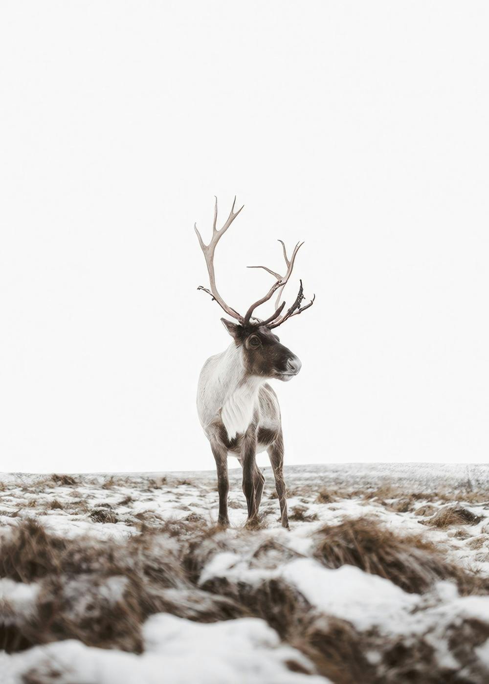 Reindeer Plakát 0