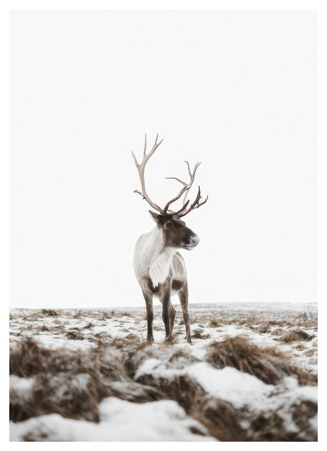 Reindeer Affiche (30x40 cm)  Animaux sauvages