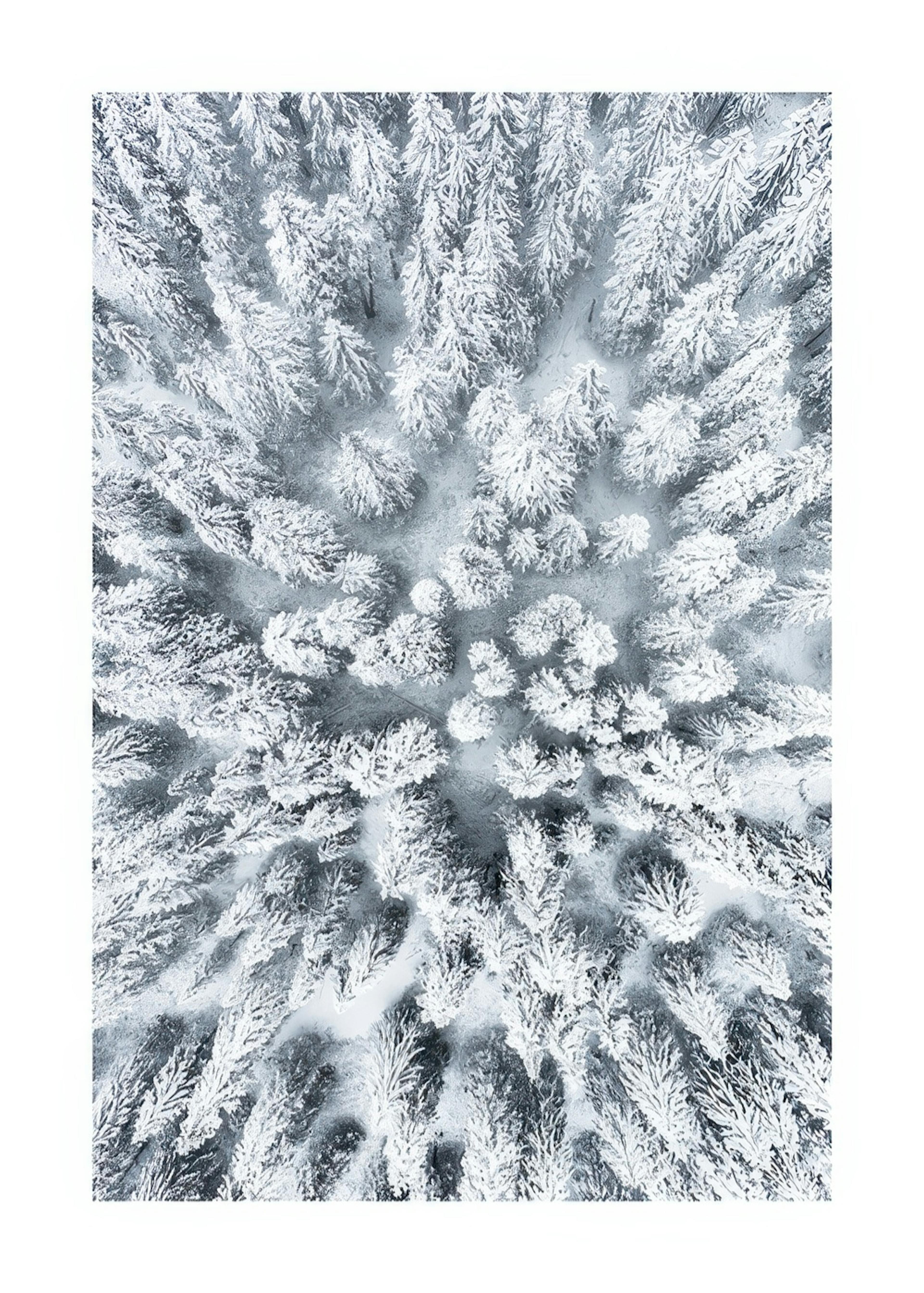 Snowy Trees Print 0