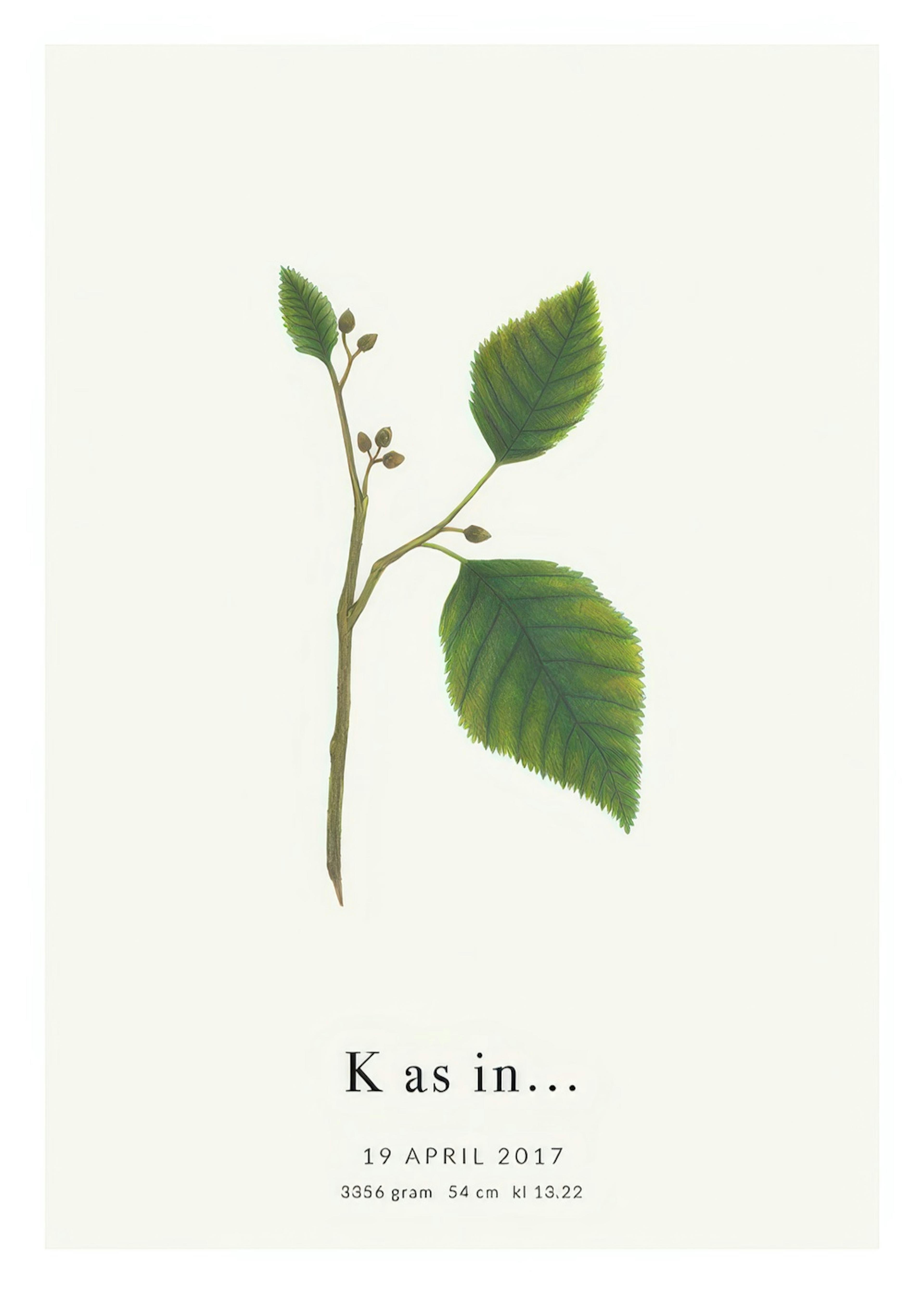 Botanic Letter K Personal Juliste 0