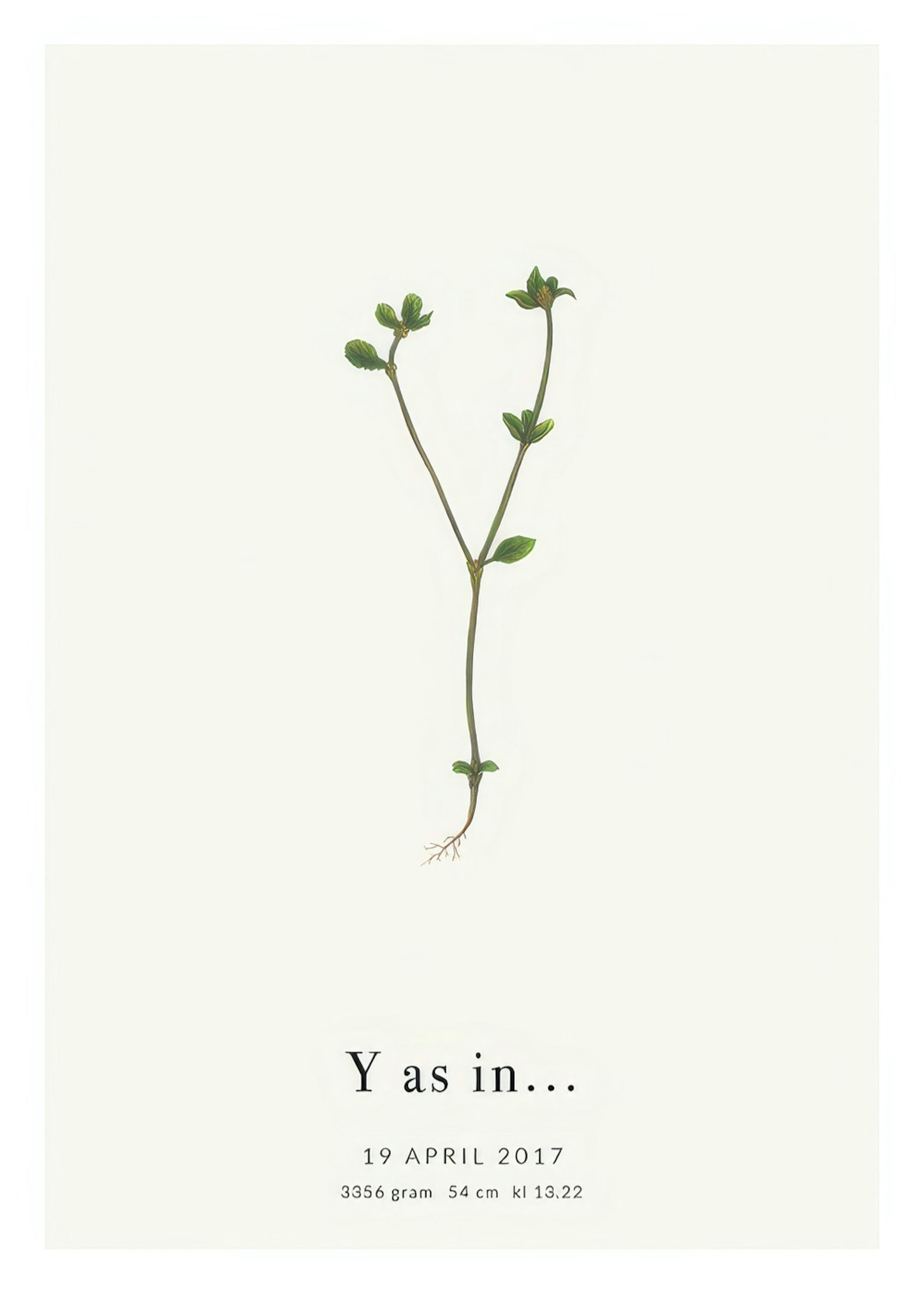 Botanic Letter Y Personal Juliste 0