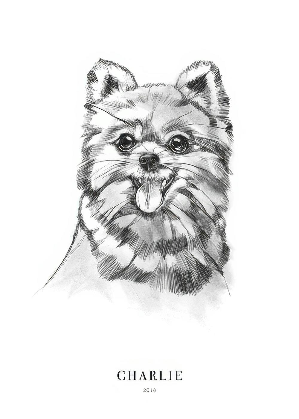 Schwarz-weiße Illustration eines lächelnden Pomeranians mit heraushängender Zunge, gezeichnet mit Bleistift und Aquarell.