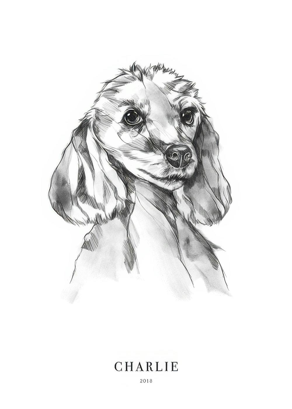 Schwarz-weisse Skizzen-Illustration eines Pudelkopfes mit grossen Augen und Schlappohren, Hundeposter.