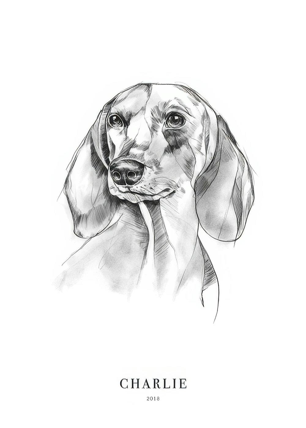 Detailed charcoal drawing of a Dachshund dogs head and shoulders, facing right, with long floppy ears and expressive eyes.