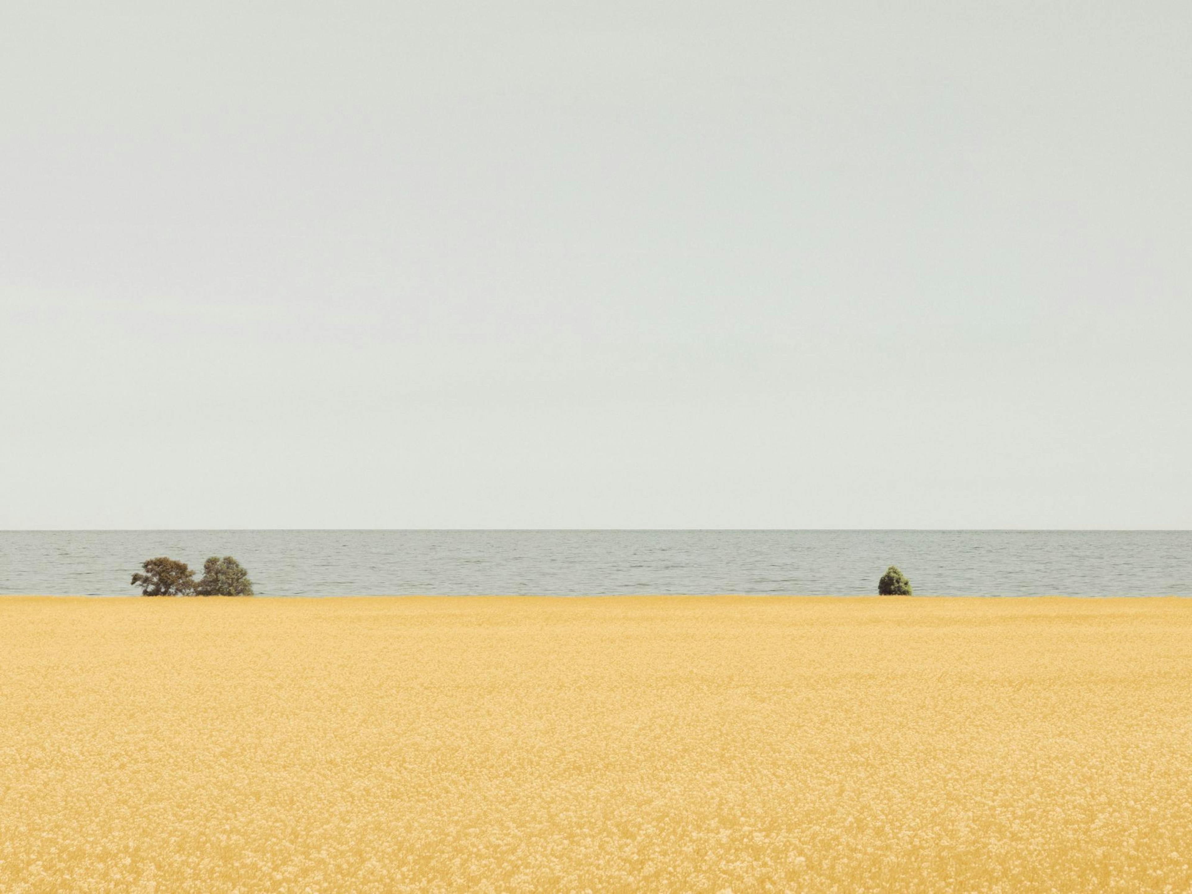 Field of Gold Poster