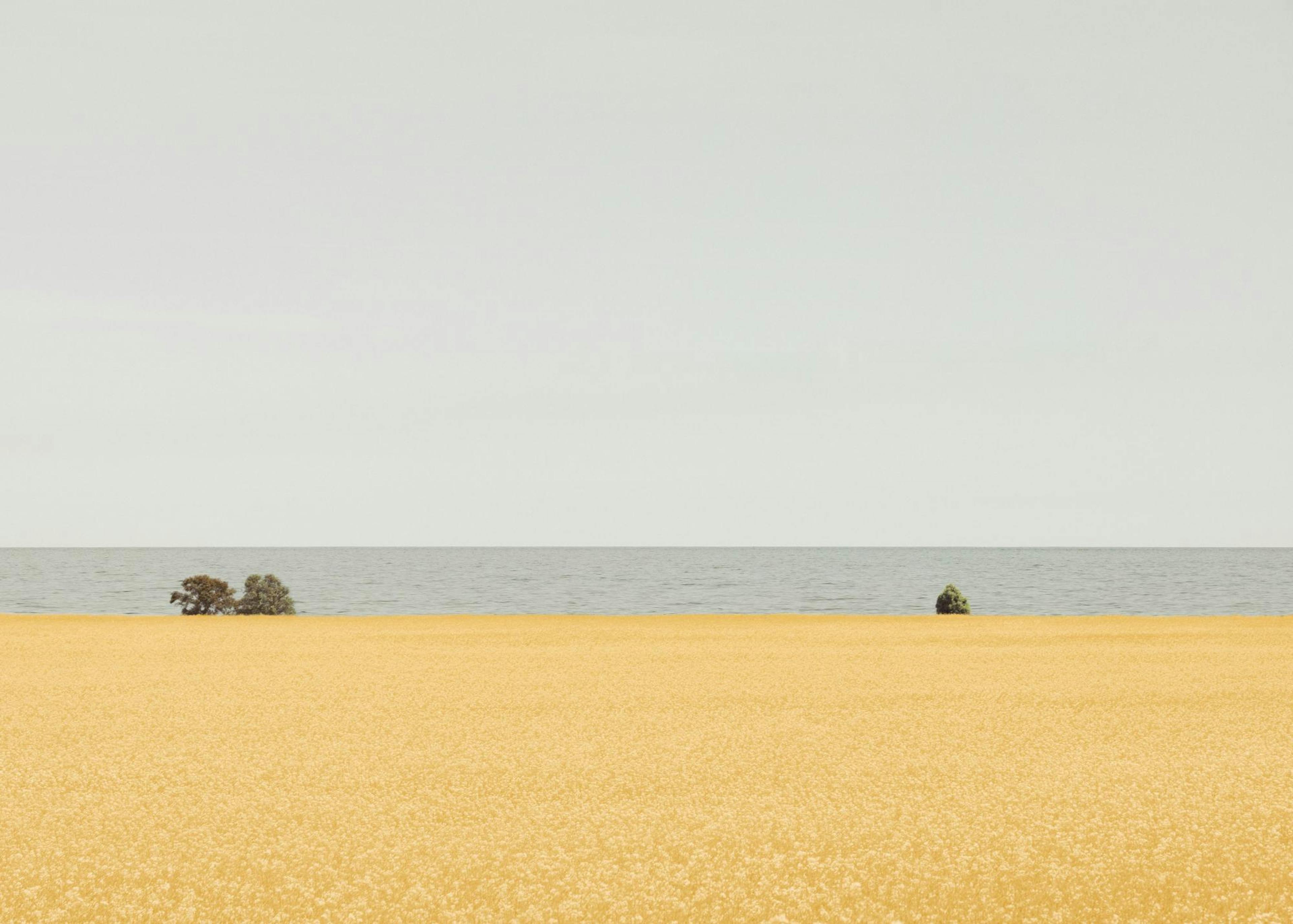 Field of Gold Juliste 0