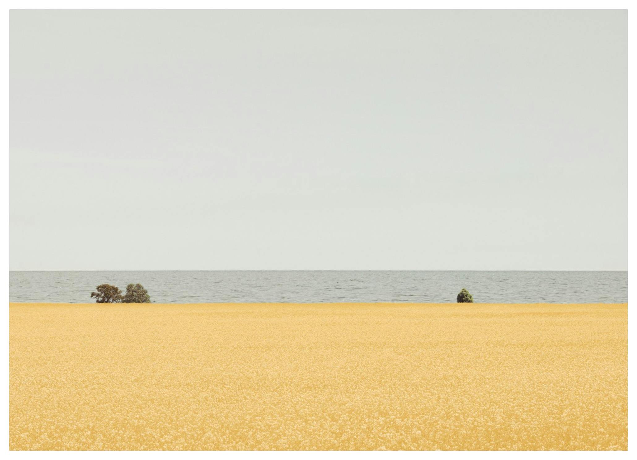 Prints - Field of Gold Print (50x70 cm) - Landscape prints