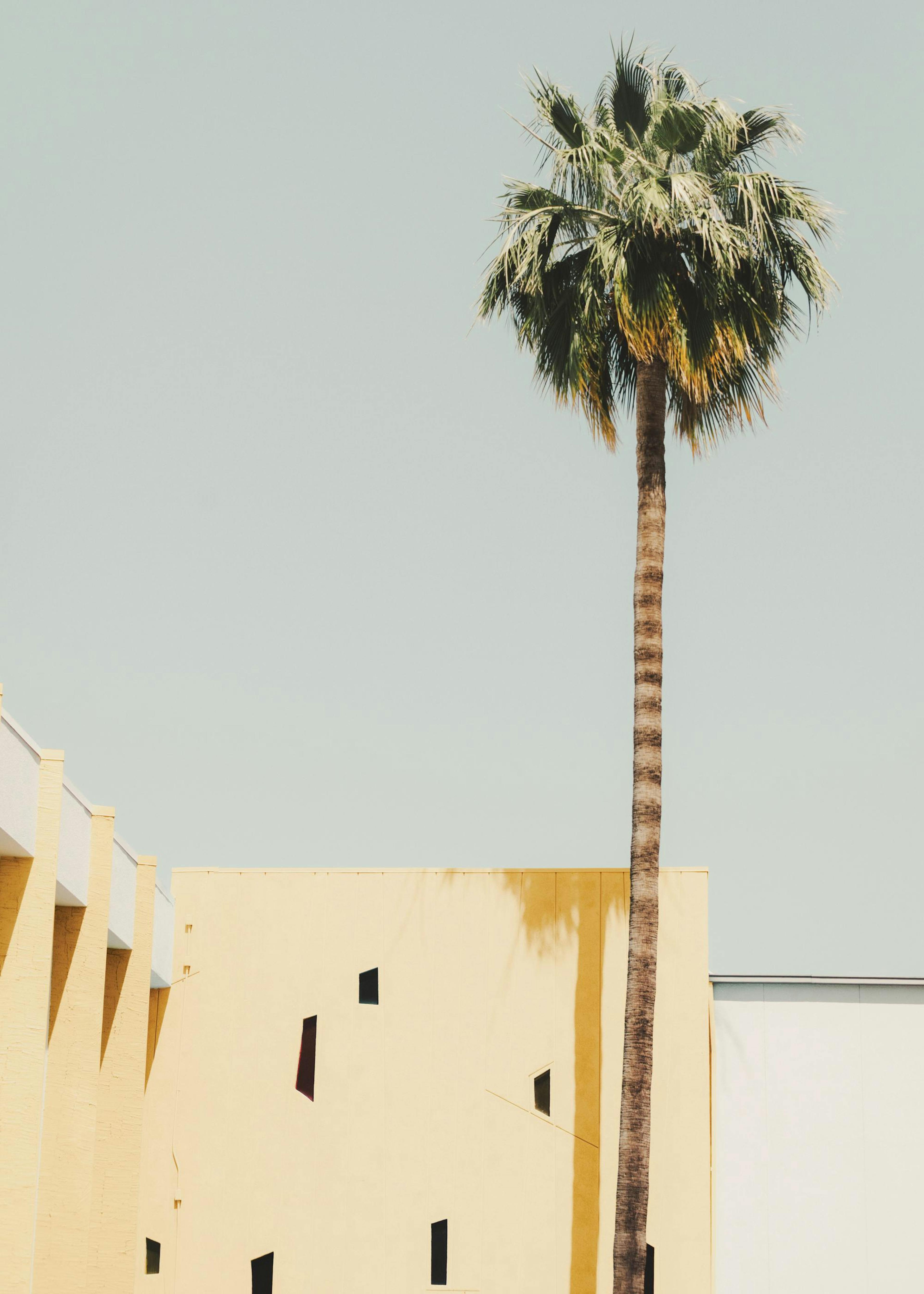 Palm Springs Serenity Juliste 0