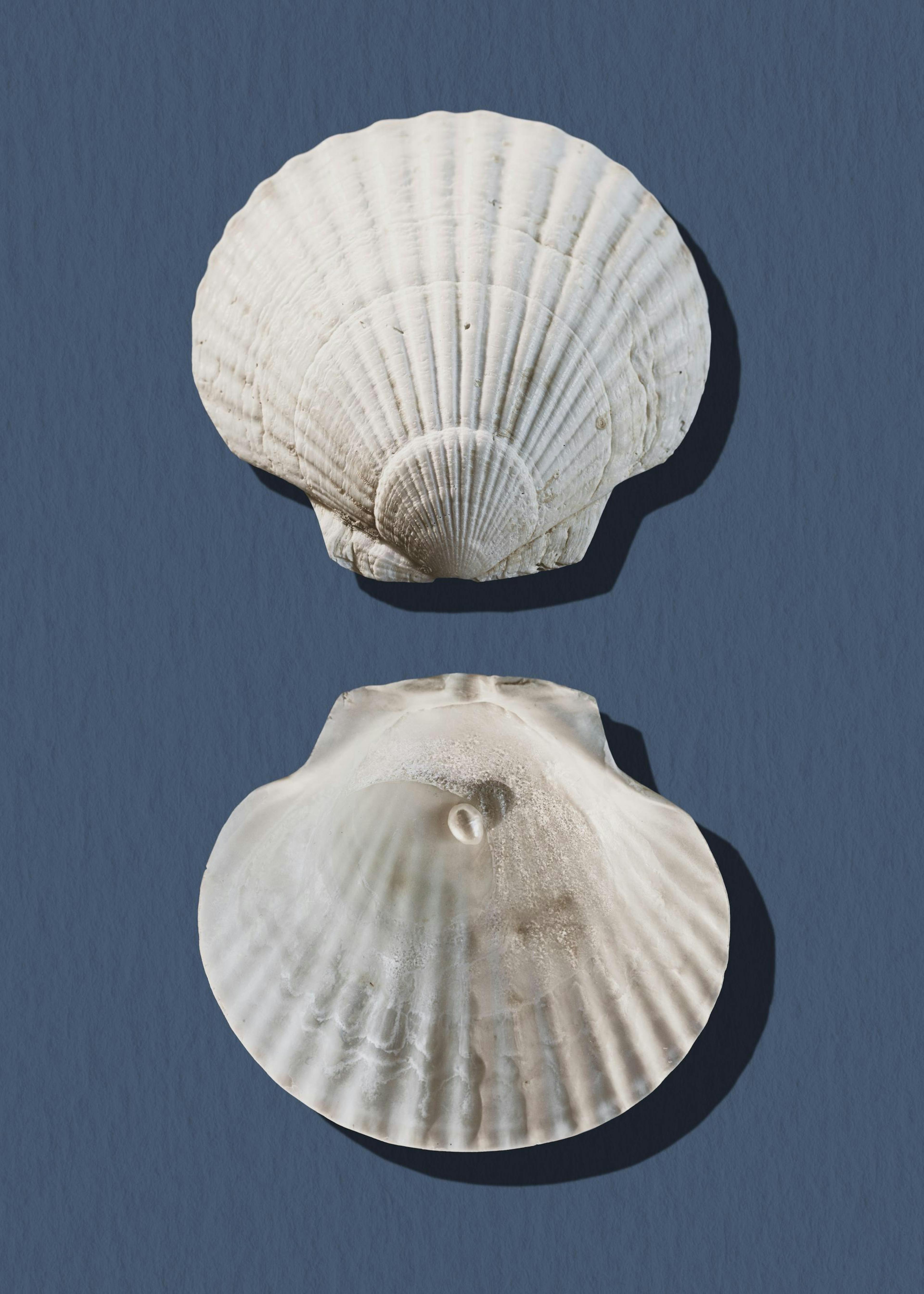 Sea Treasures Poster 0
