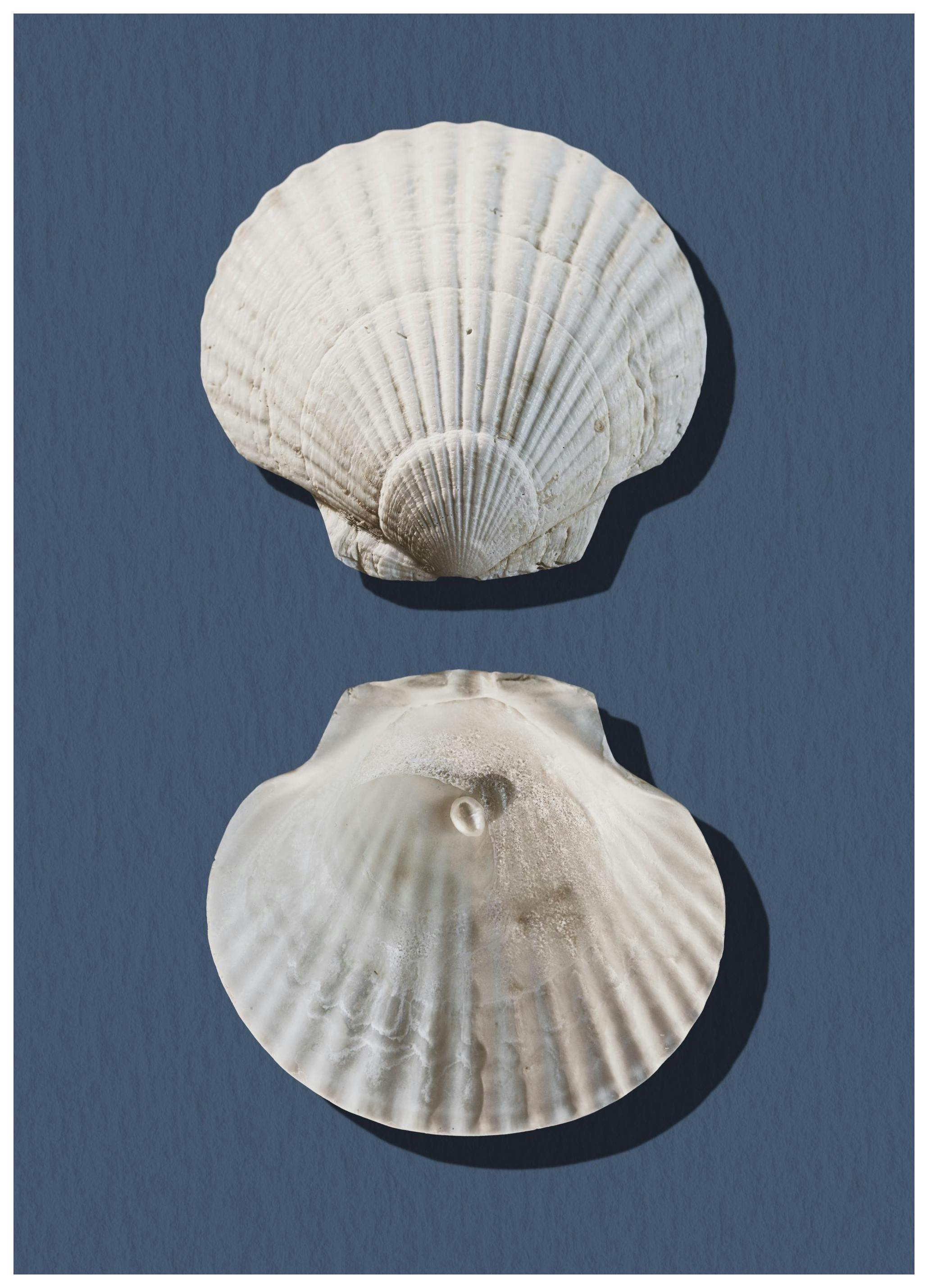 Sea Treasures Poster (21x30 cm) -  Poster mit Meeresmotiven
