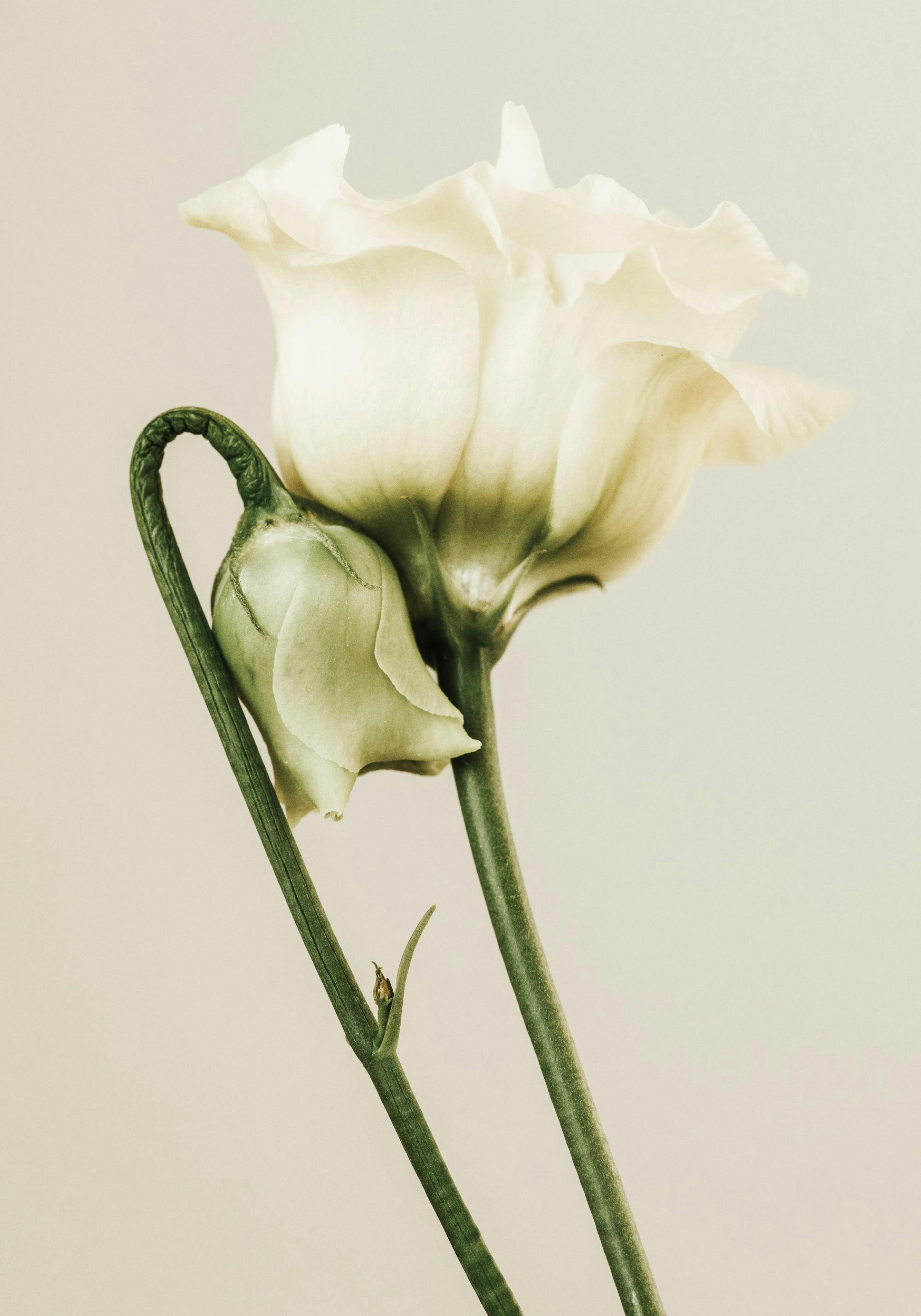 White Lisianthus Affiche