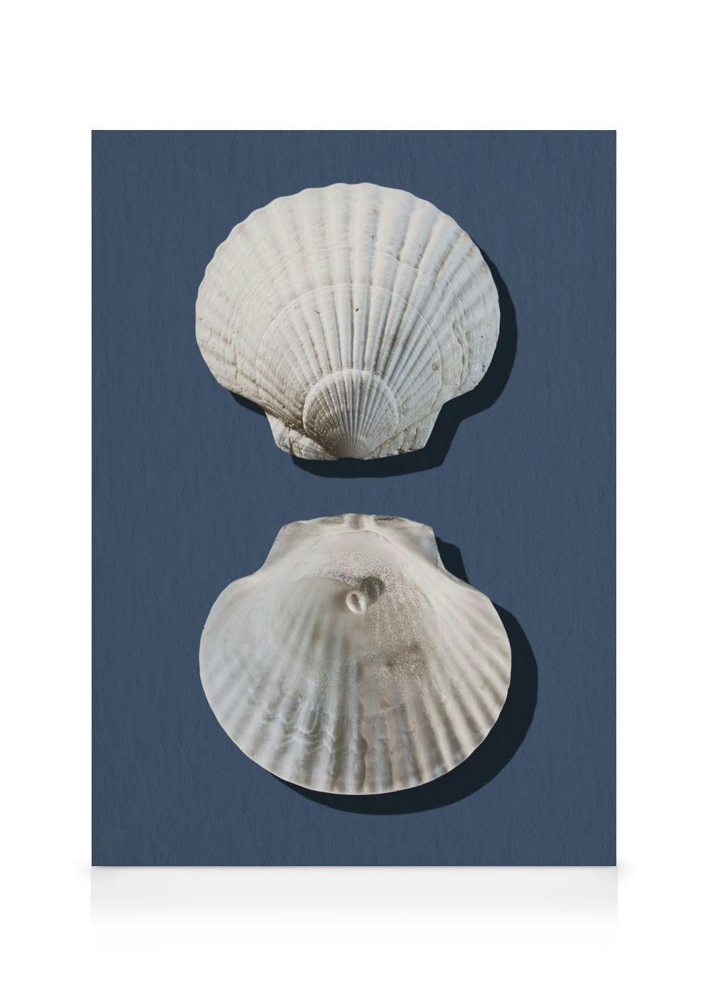 Toile de deux coquillages blancs, un grand et un petit, sur un fond bleu-gris.