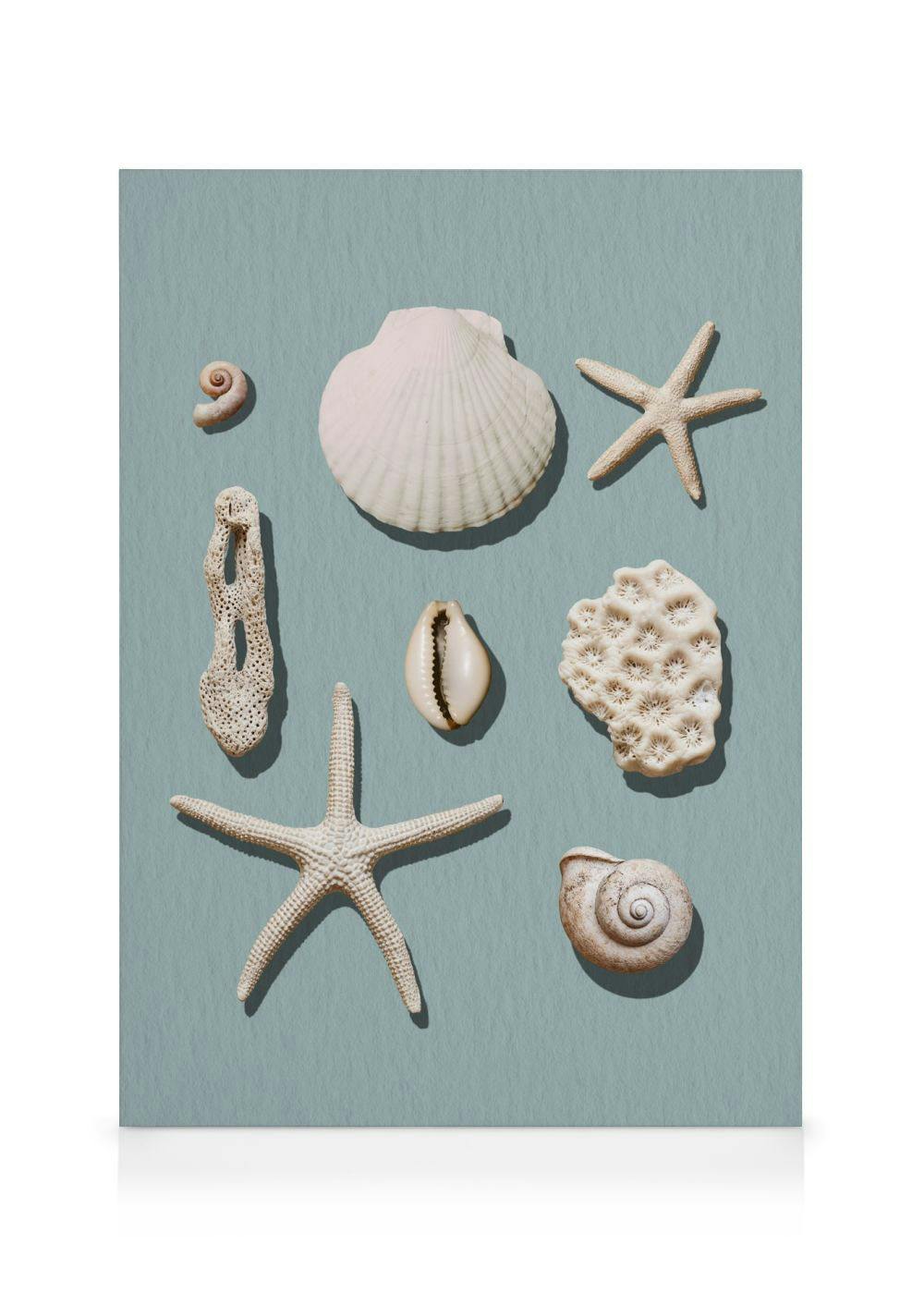 Lienzo con una composición de conchas de mar, estrellas de mar y coral blanco sobre un fondo azul claro.