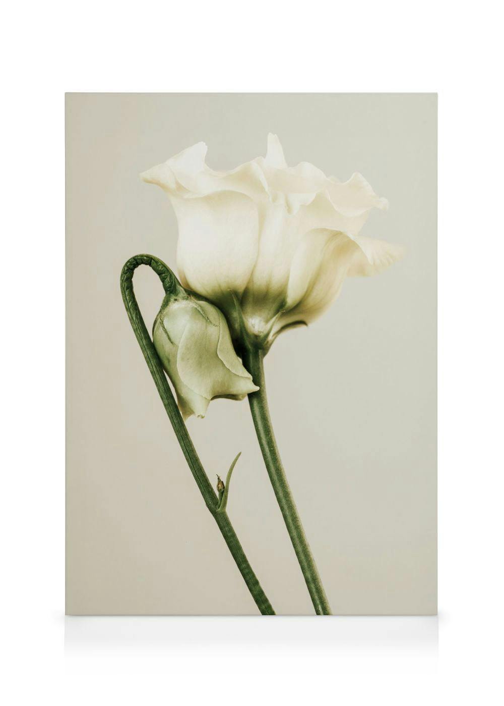 Tela decorativa com uma flor e um botão de rosa-branca em talos verdes, sobre um fundo claro e suave.