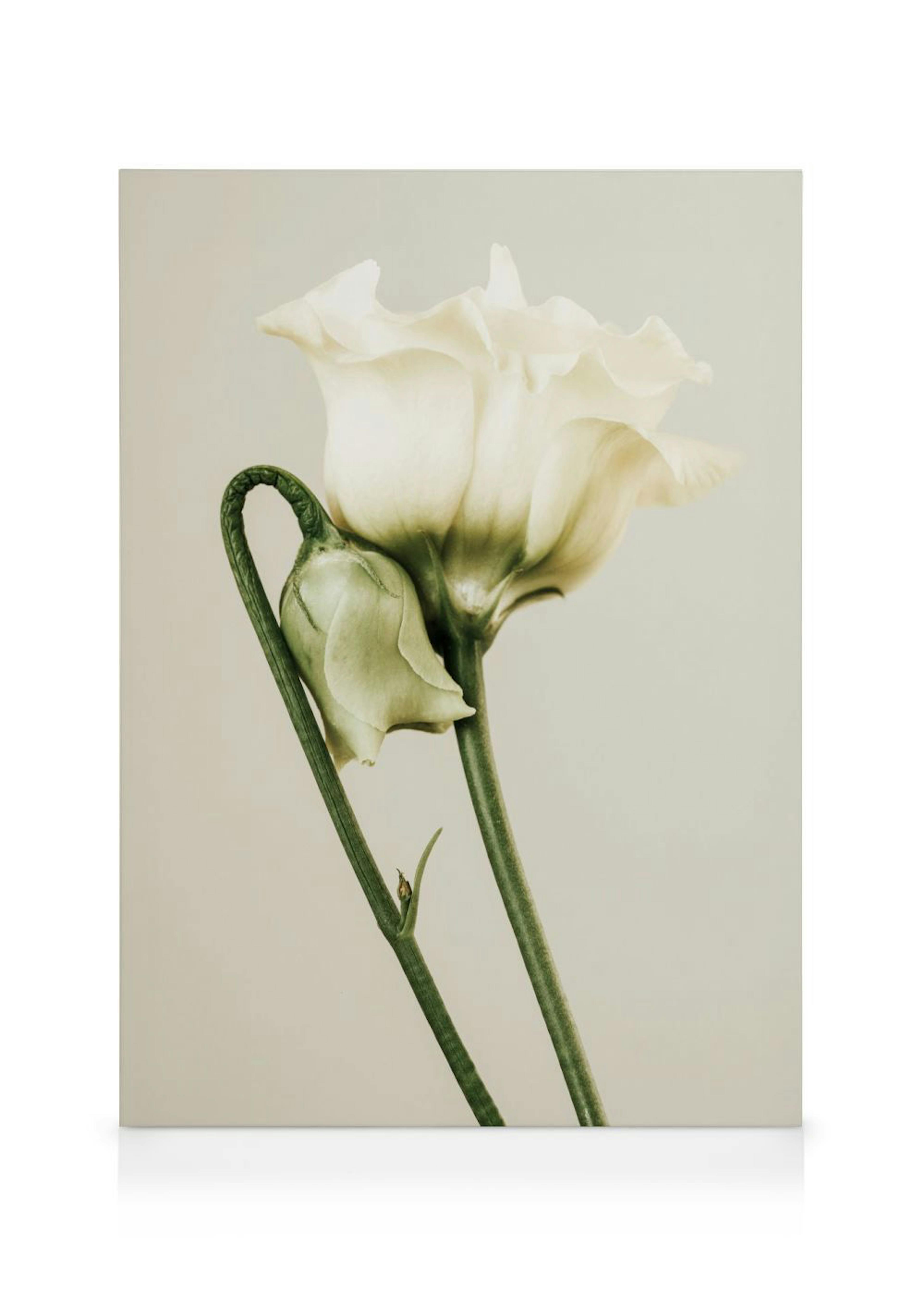 White Lisianthus Καμβάς 0