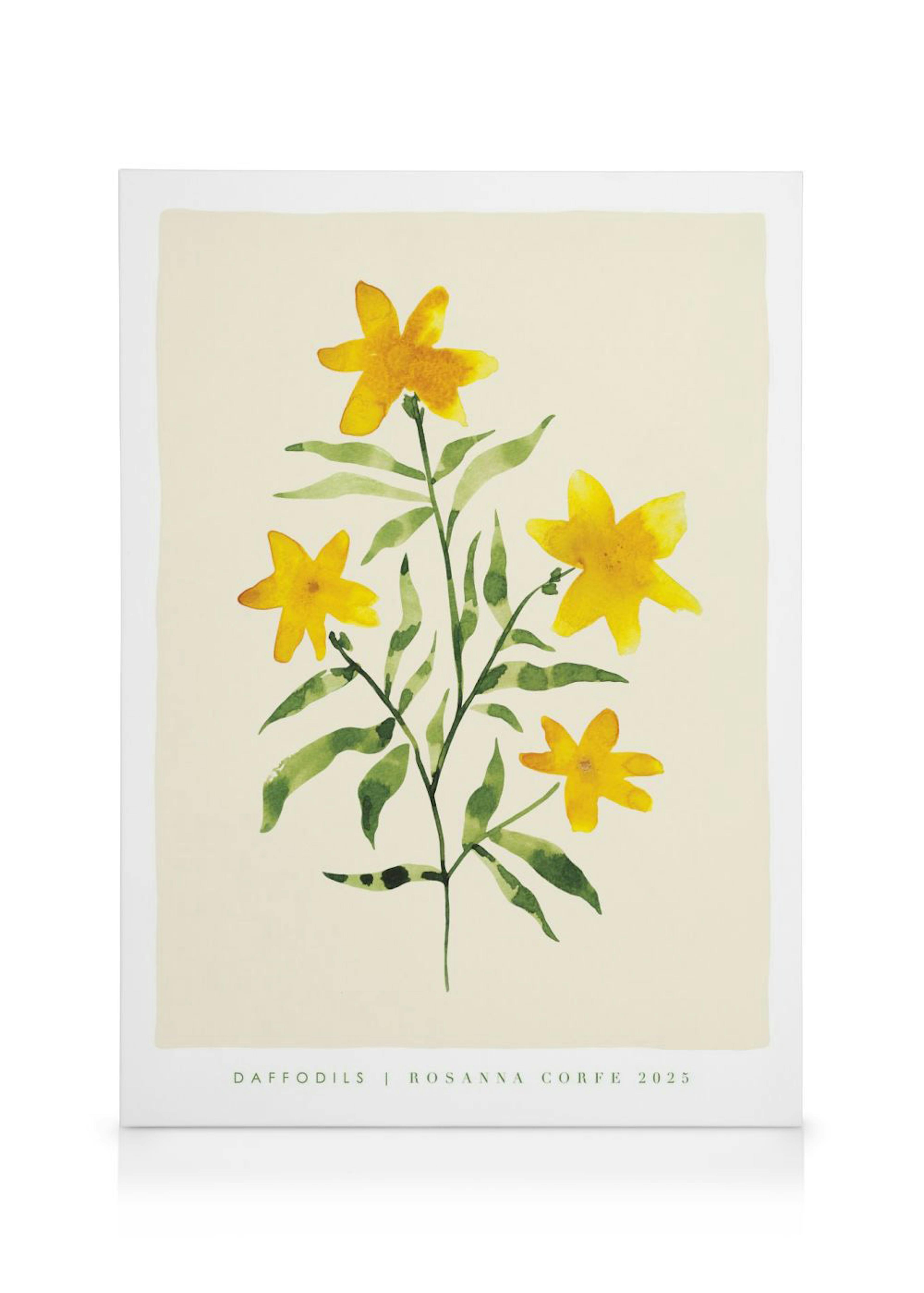 Rosanna Corfe - Daffodils Canvas 0