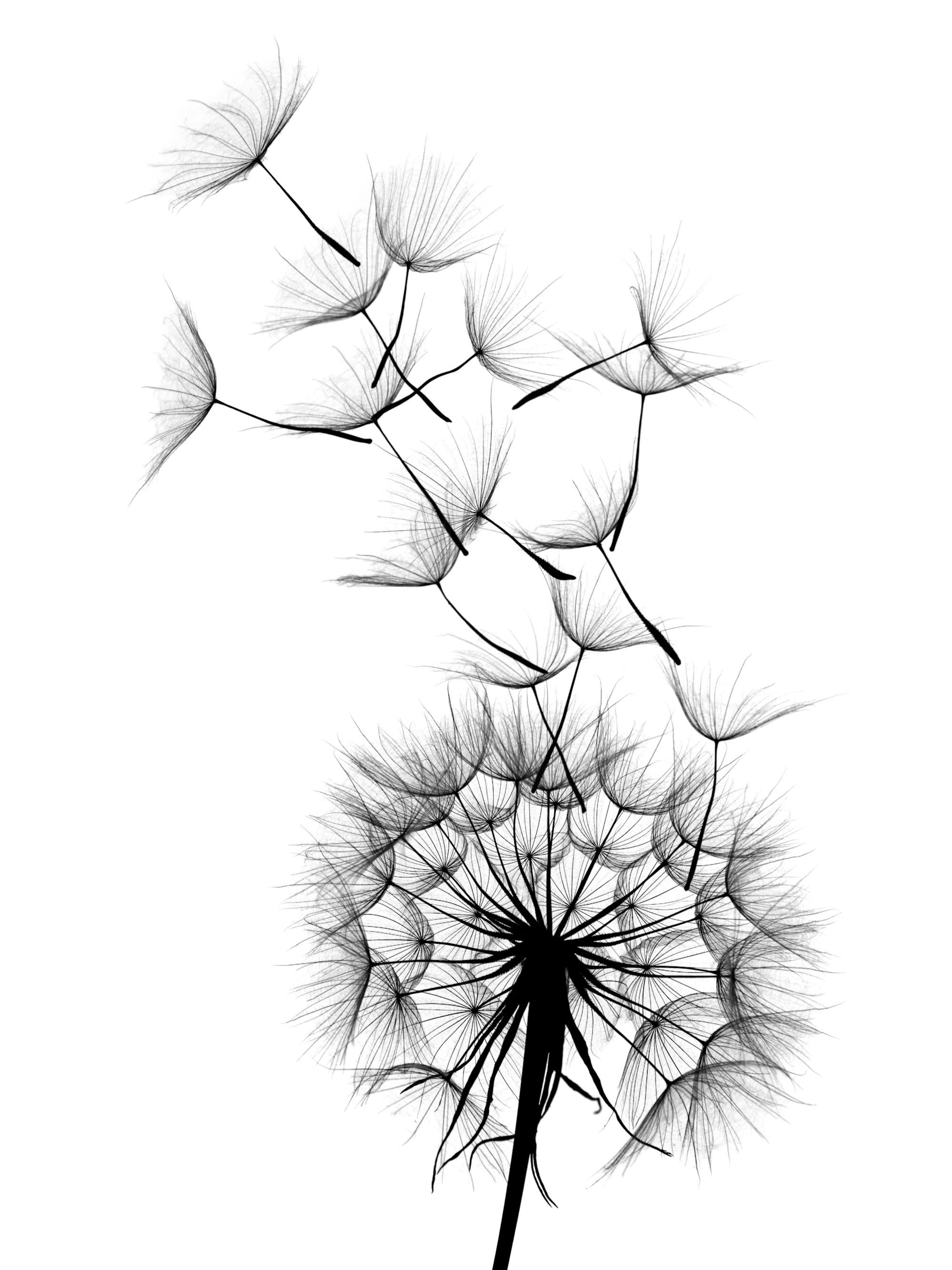 Dandelion No2 Plakat 0