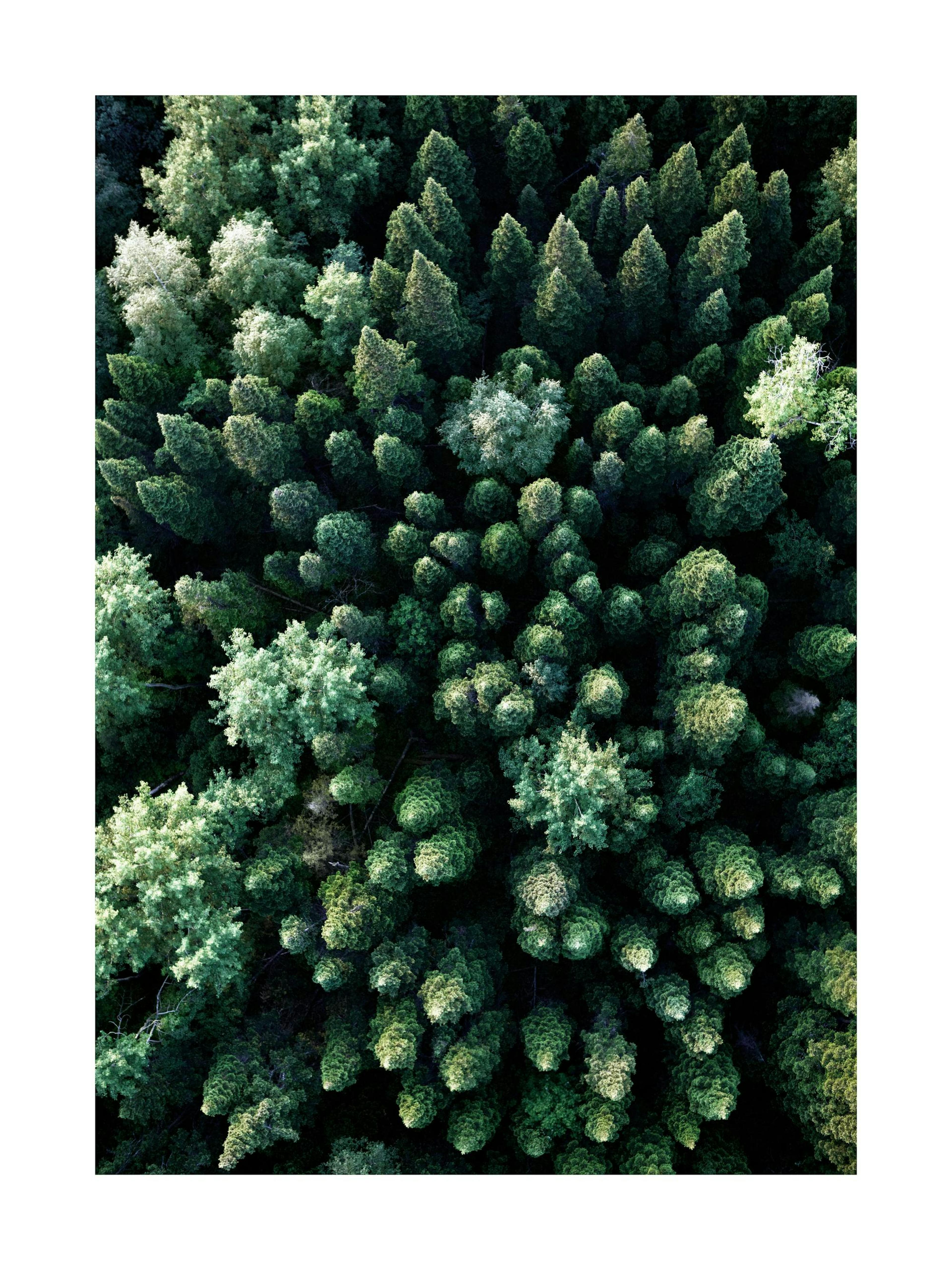 Forest Aerial Poster
