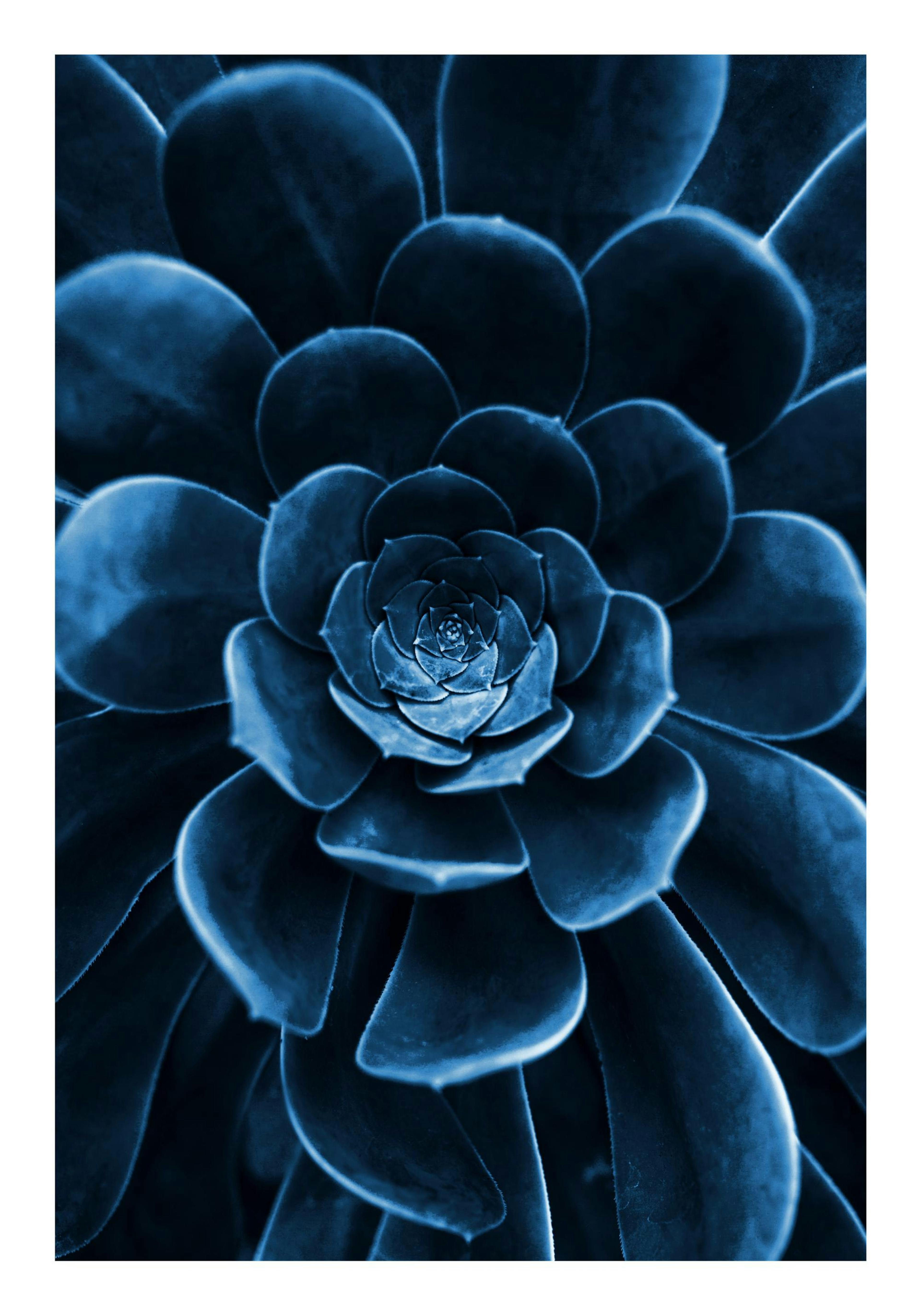 Blue Succulent 포스터