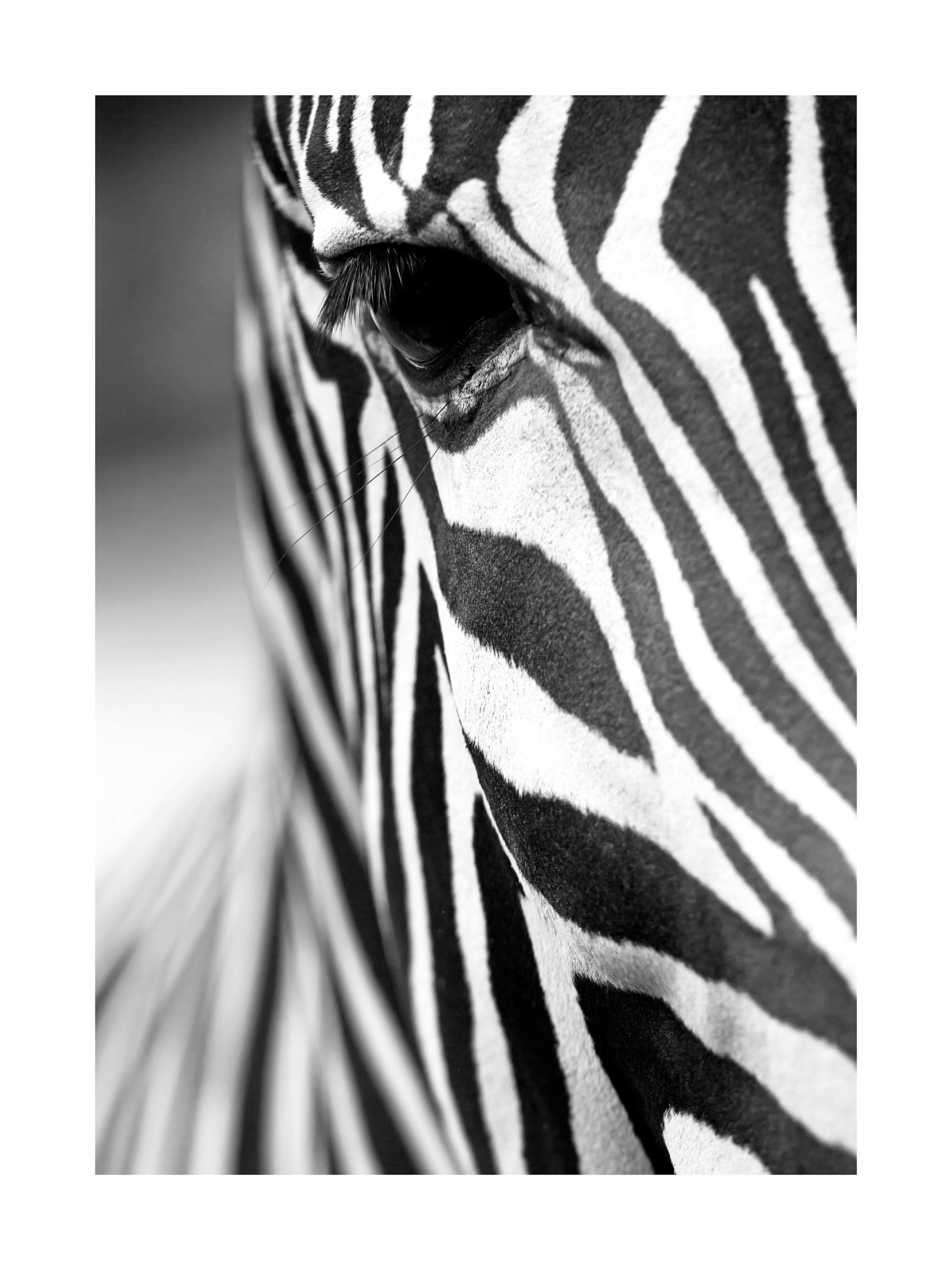 Zebra Close Up Print