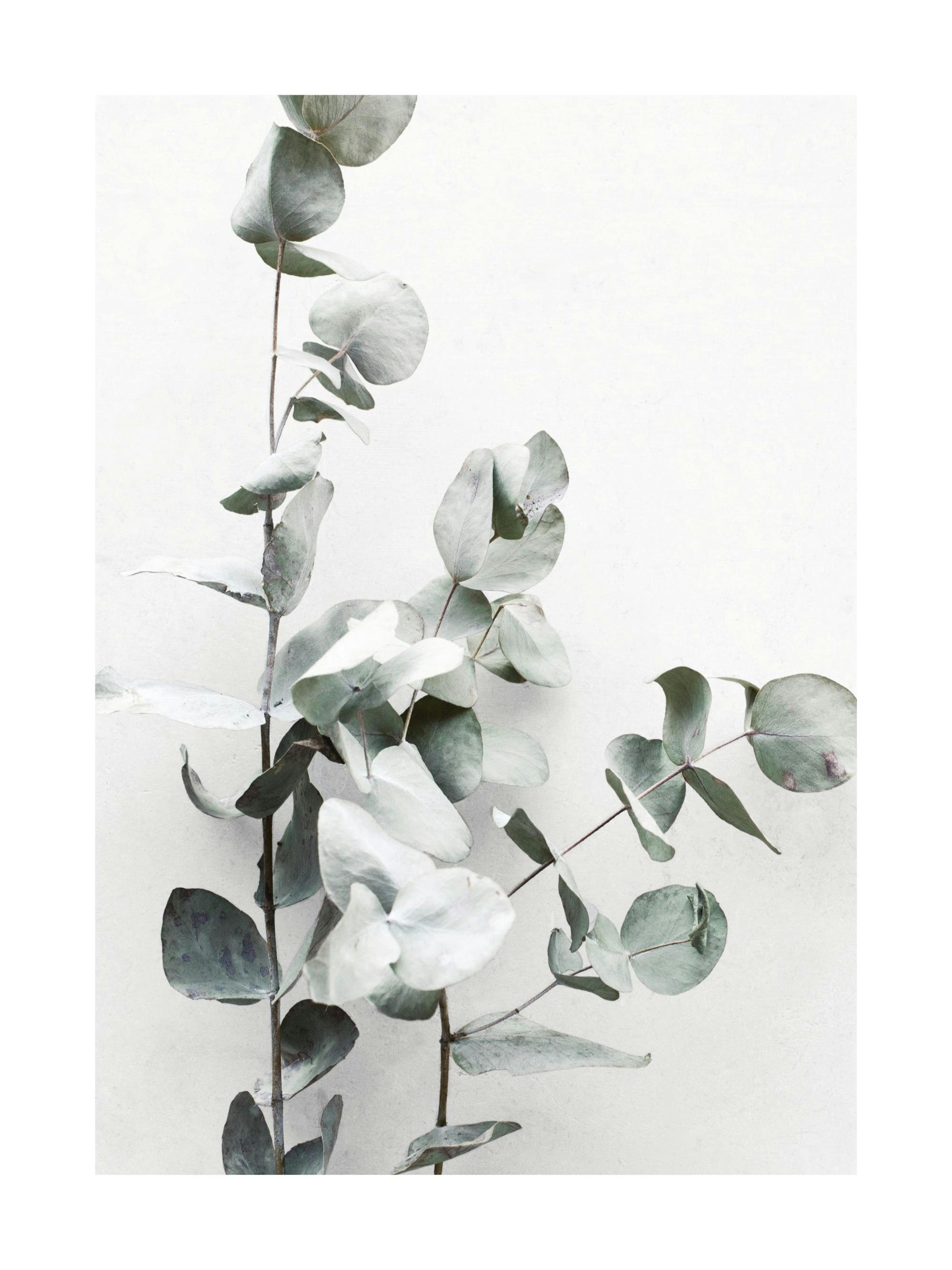 Eucalyptus Twigs No1 Affiche 0