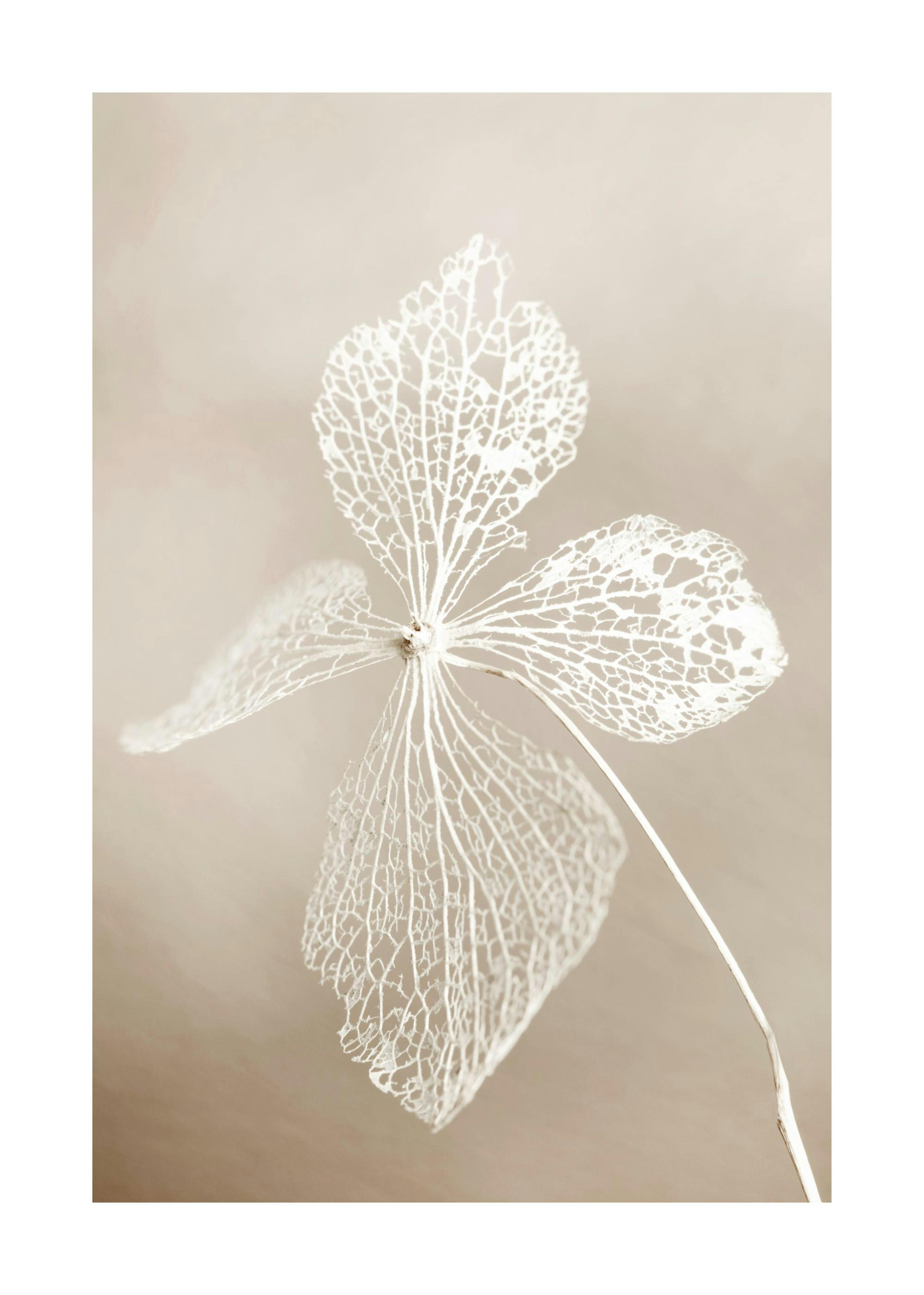 Dried Flower Print 0