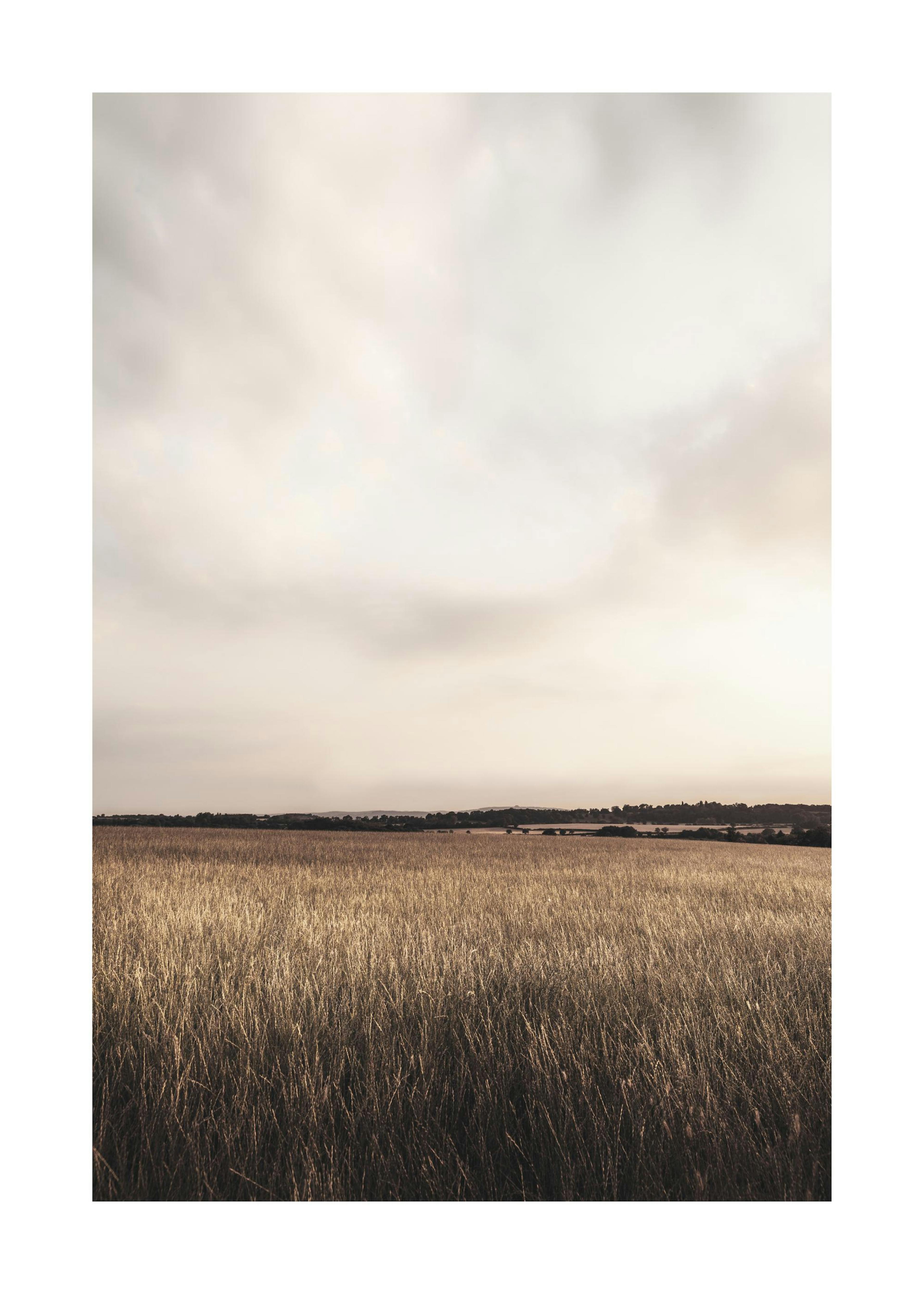 Calm Field Poster 0