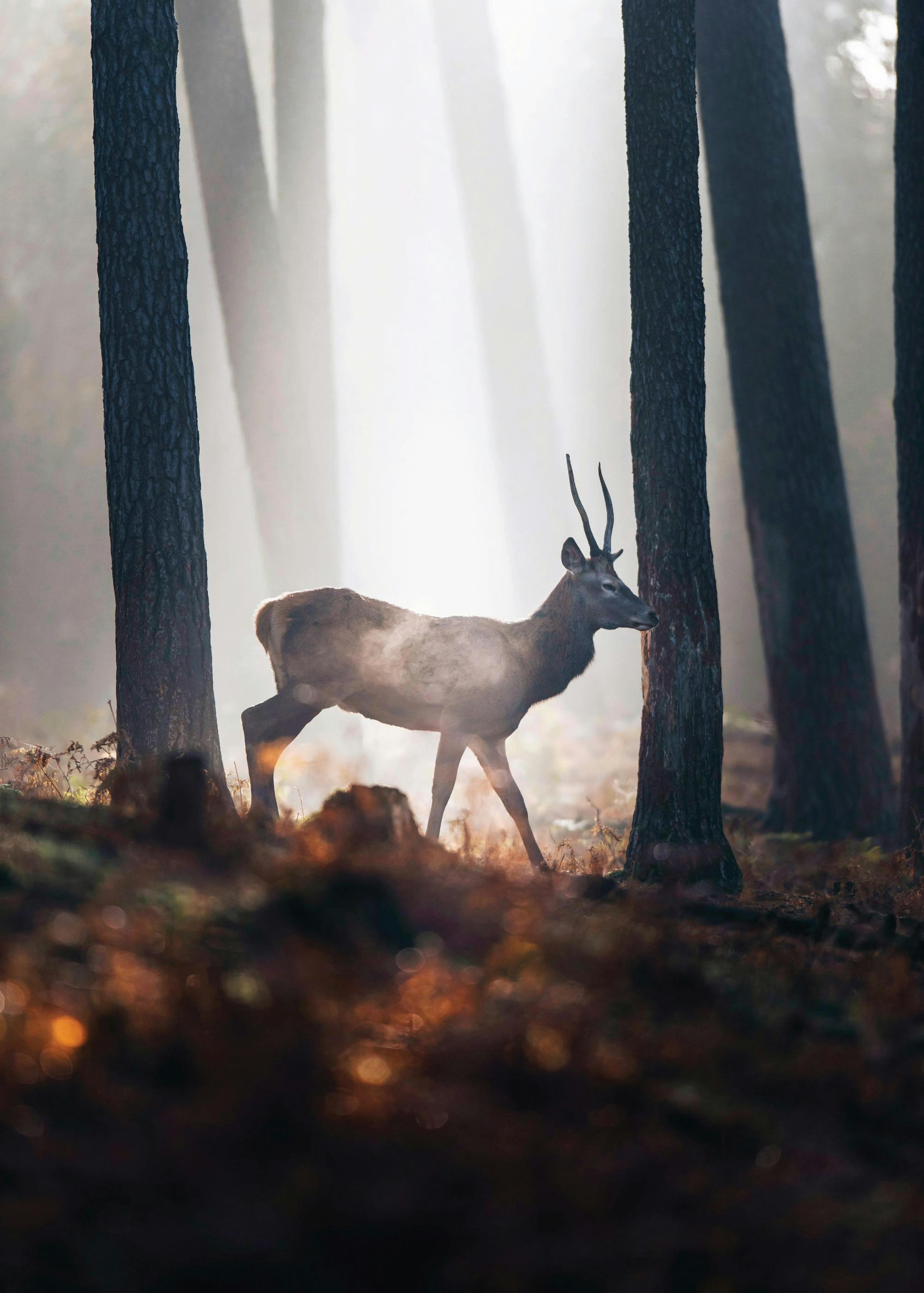 Red Deer Juliste 0