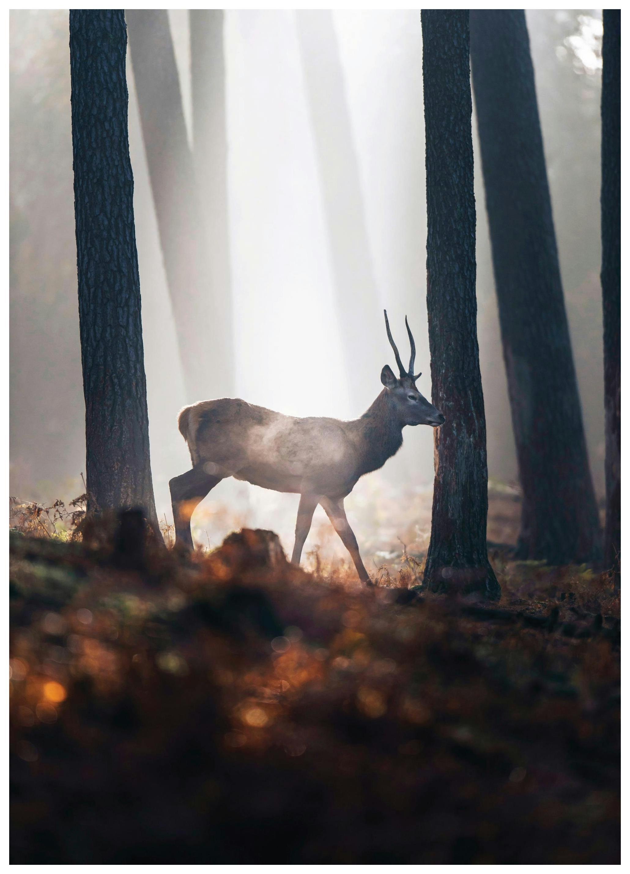 Red Deer Plakat (50x70 cm)- Plakaty ze zwierzętami