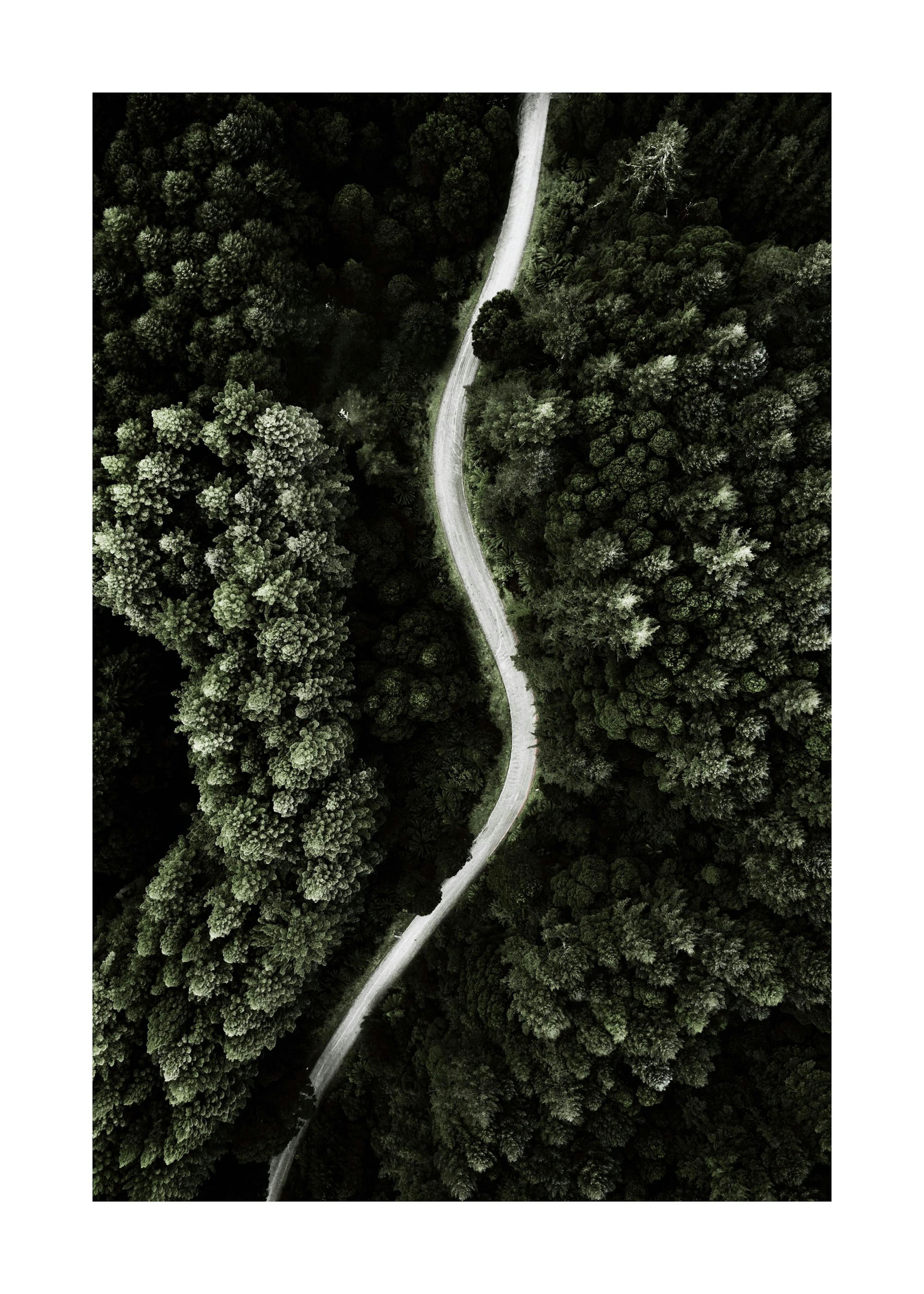 Forest Above Poster 0