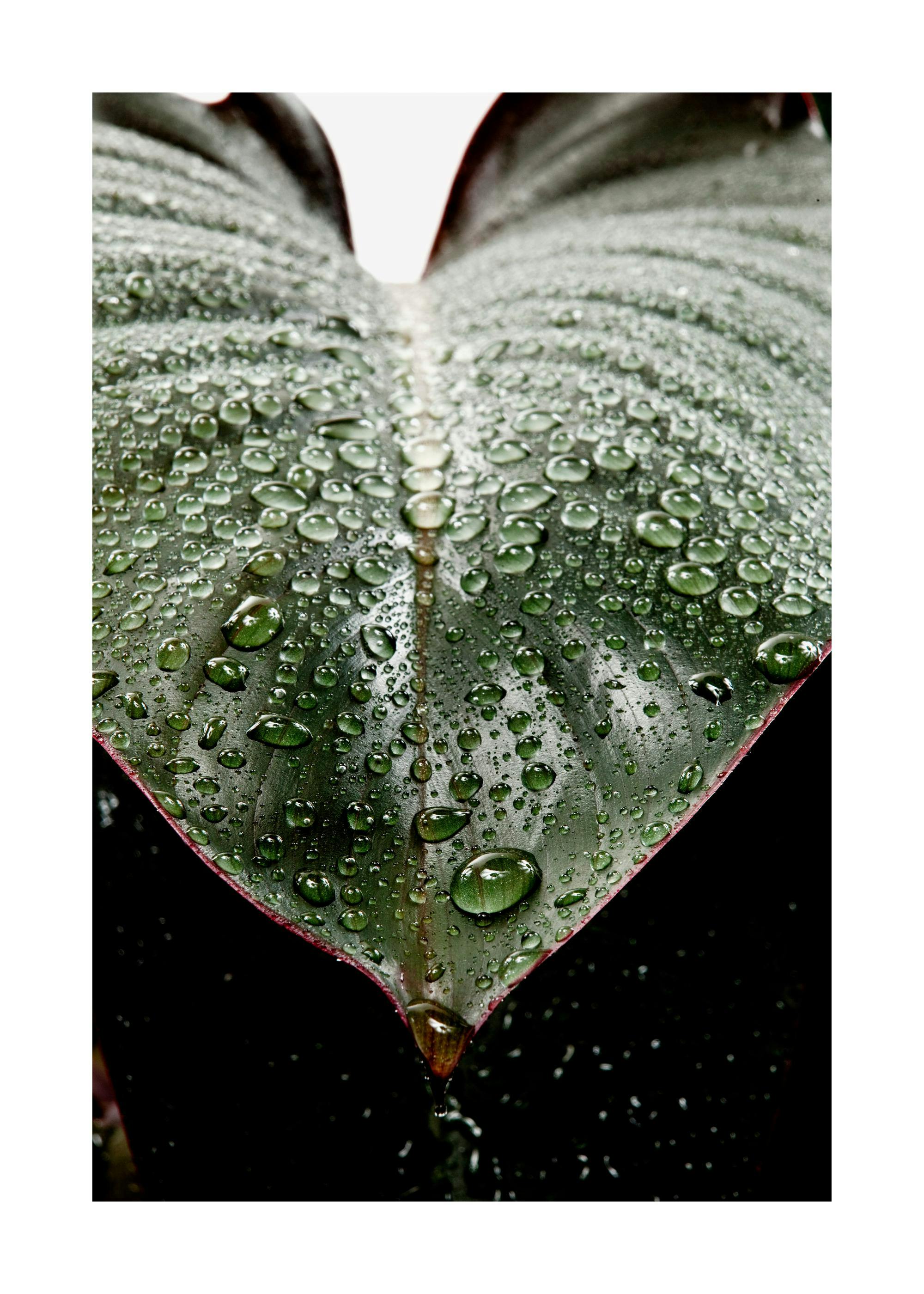Wet Rubber Leaf Two Poster 0
