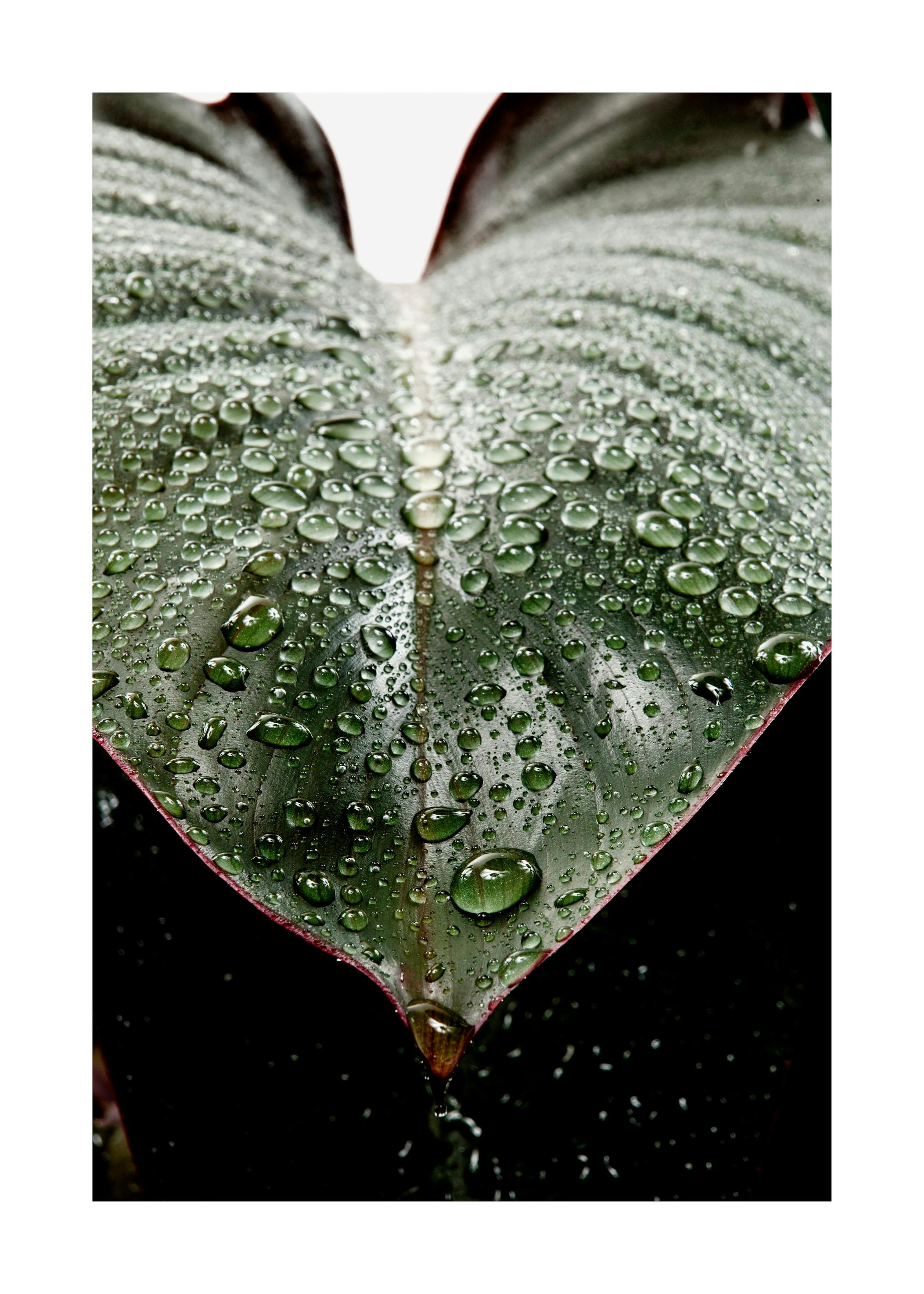 Wet Rubber Leaf Two Poster 0