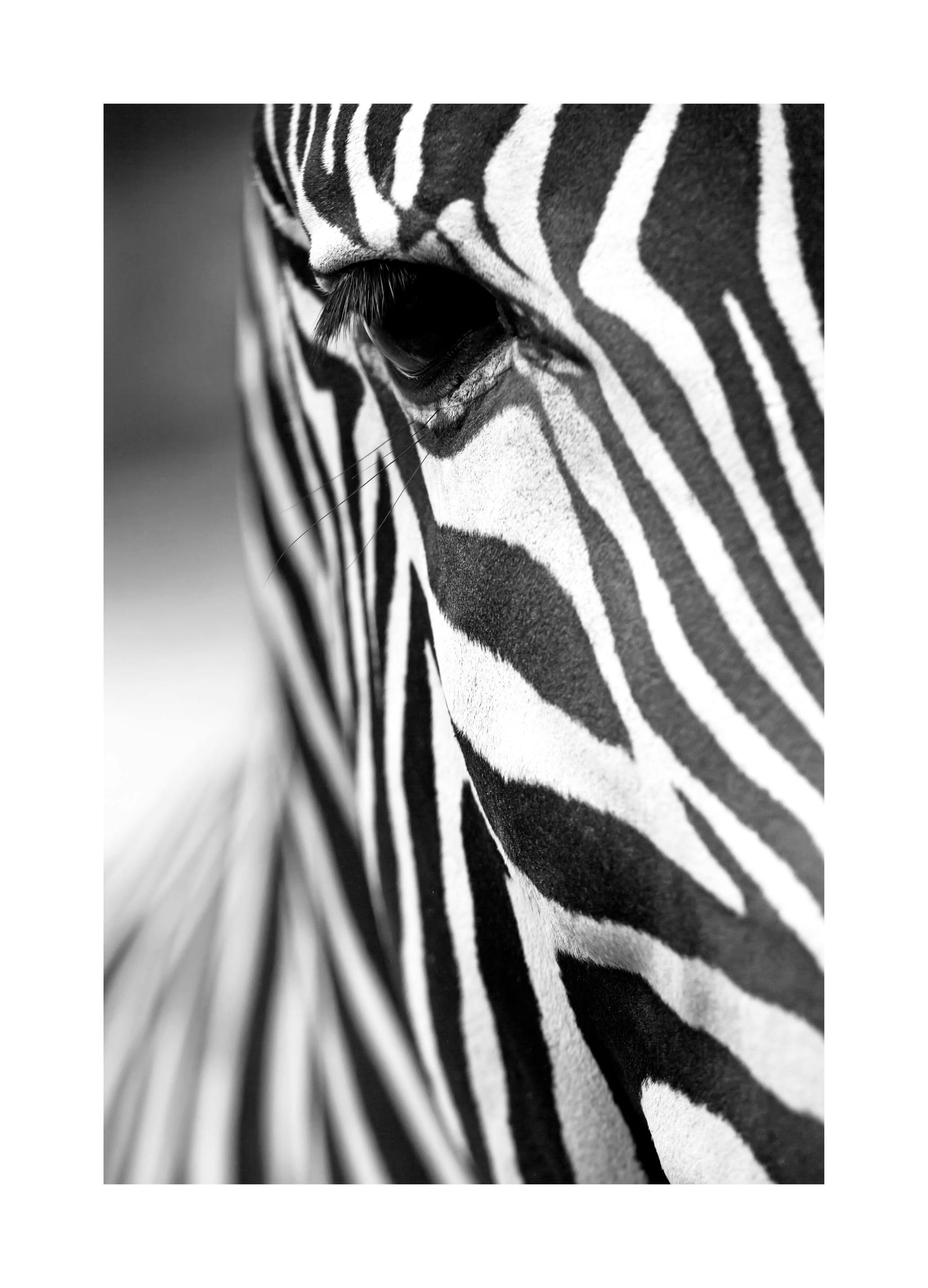 Zebra Close Up Print (50x70 cm)