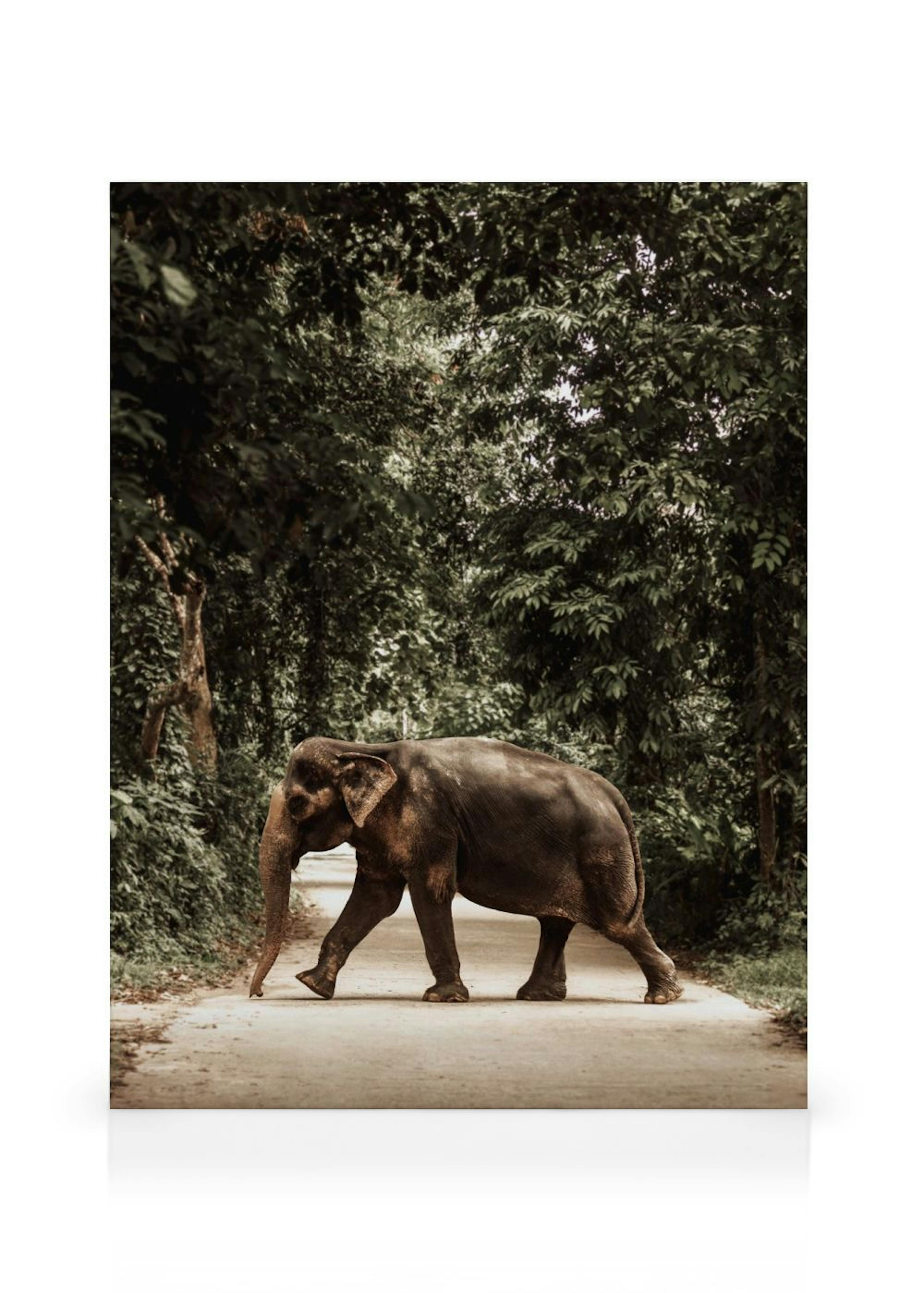 Leinwandbild: Elefant auf einer Straße durch dichte, grüne Bäume, ideal für ein Wohnzimmer.
