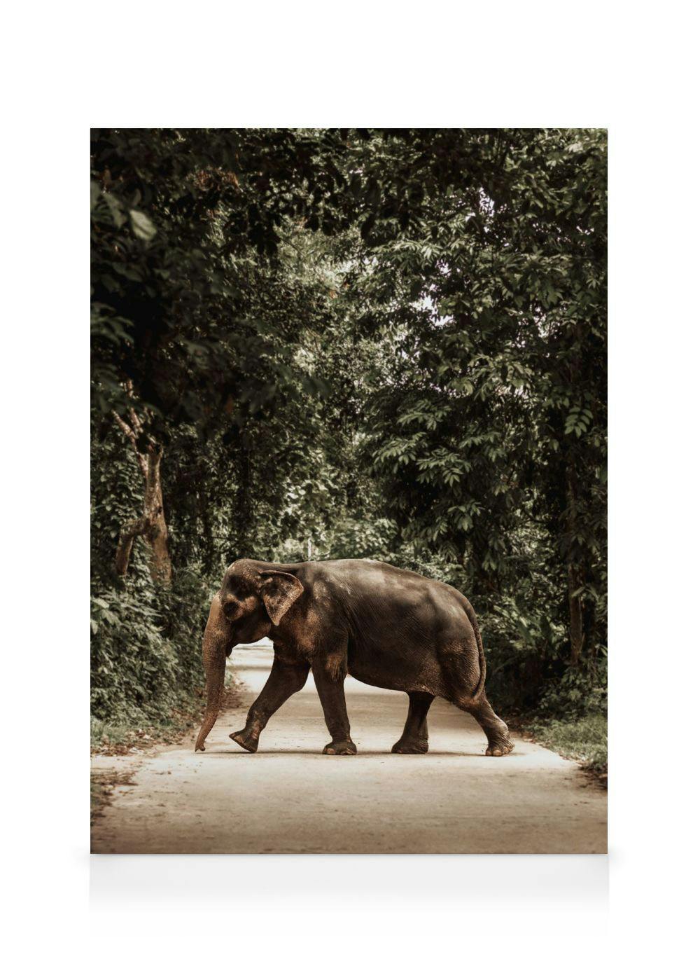 Telas decorativas Path of Giants Tela (70x100 cm - Moldura de Carvalho)