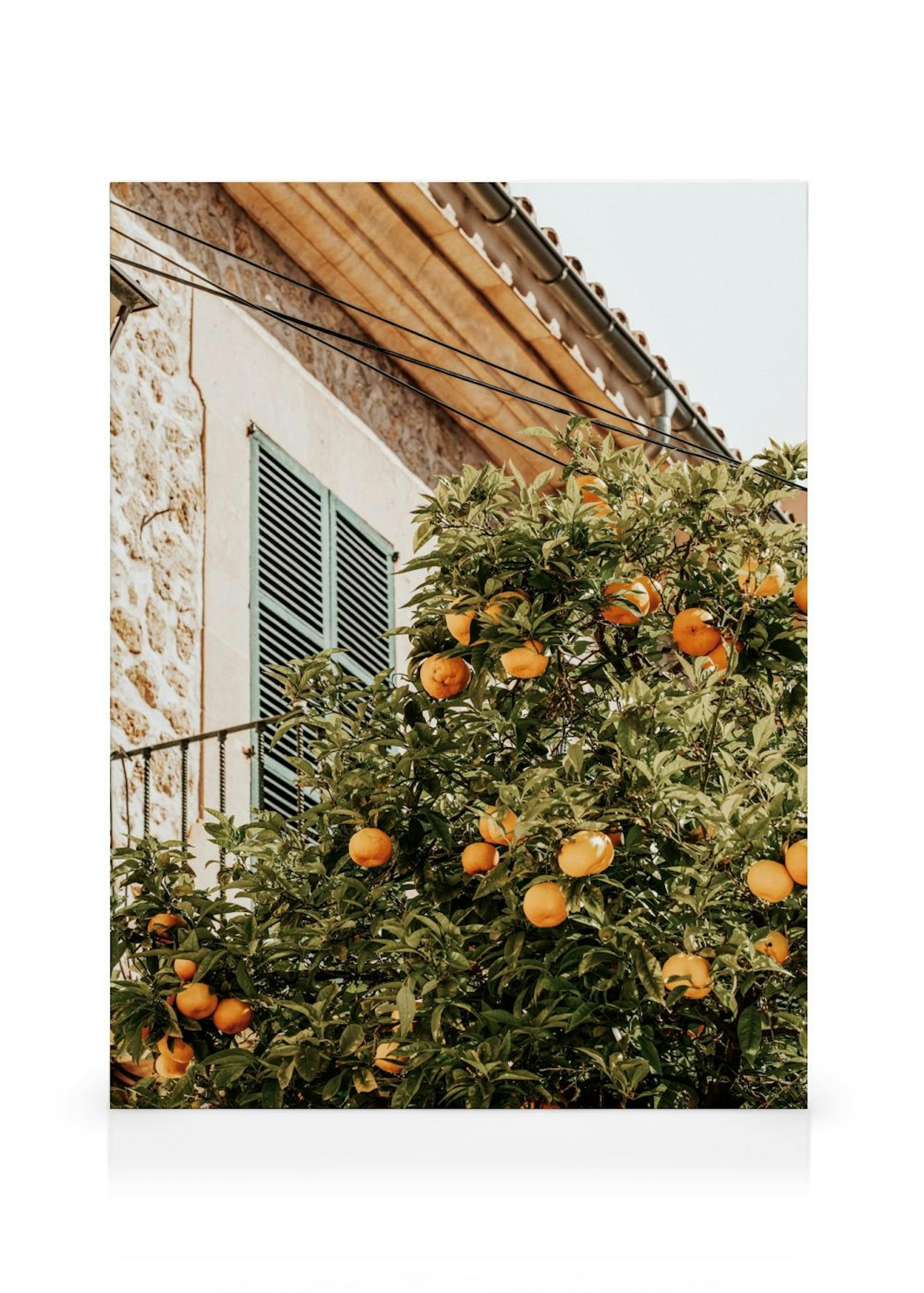 Leinwandbild mit einem Orangenbaum voller Früchte vor einem Haus mit Steinmauer und blauen Fensterläden.