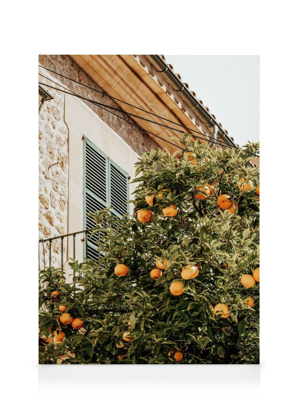 A canvas print featuring an orange tree with ripe fruit in front of a stone building with blue shutters.