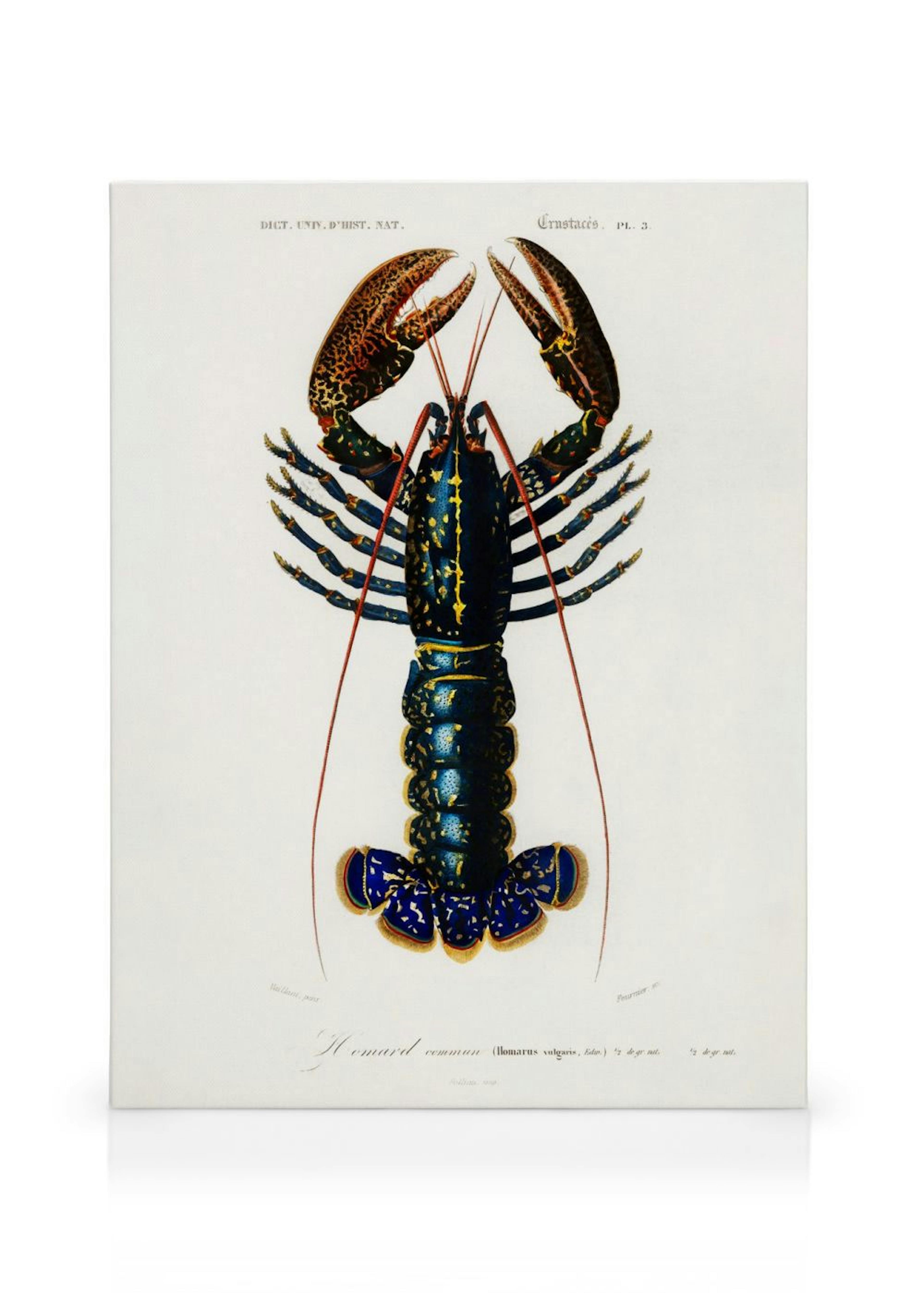 Leinwandbild mit einer detailreichen Illustration eines blauen Hummers, ideal für Küchen oder Essbereiche.