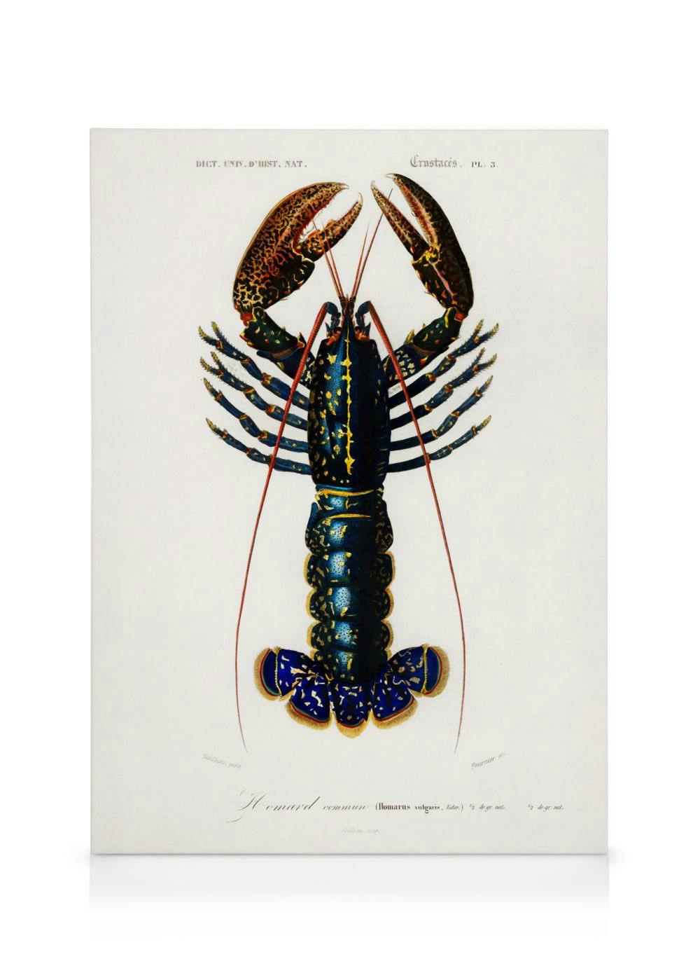 Canvas Prints Vintage Lobster Canvas print (100x140 cm - Oak Frame)