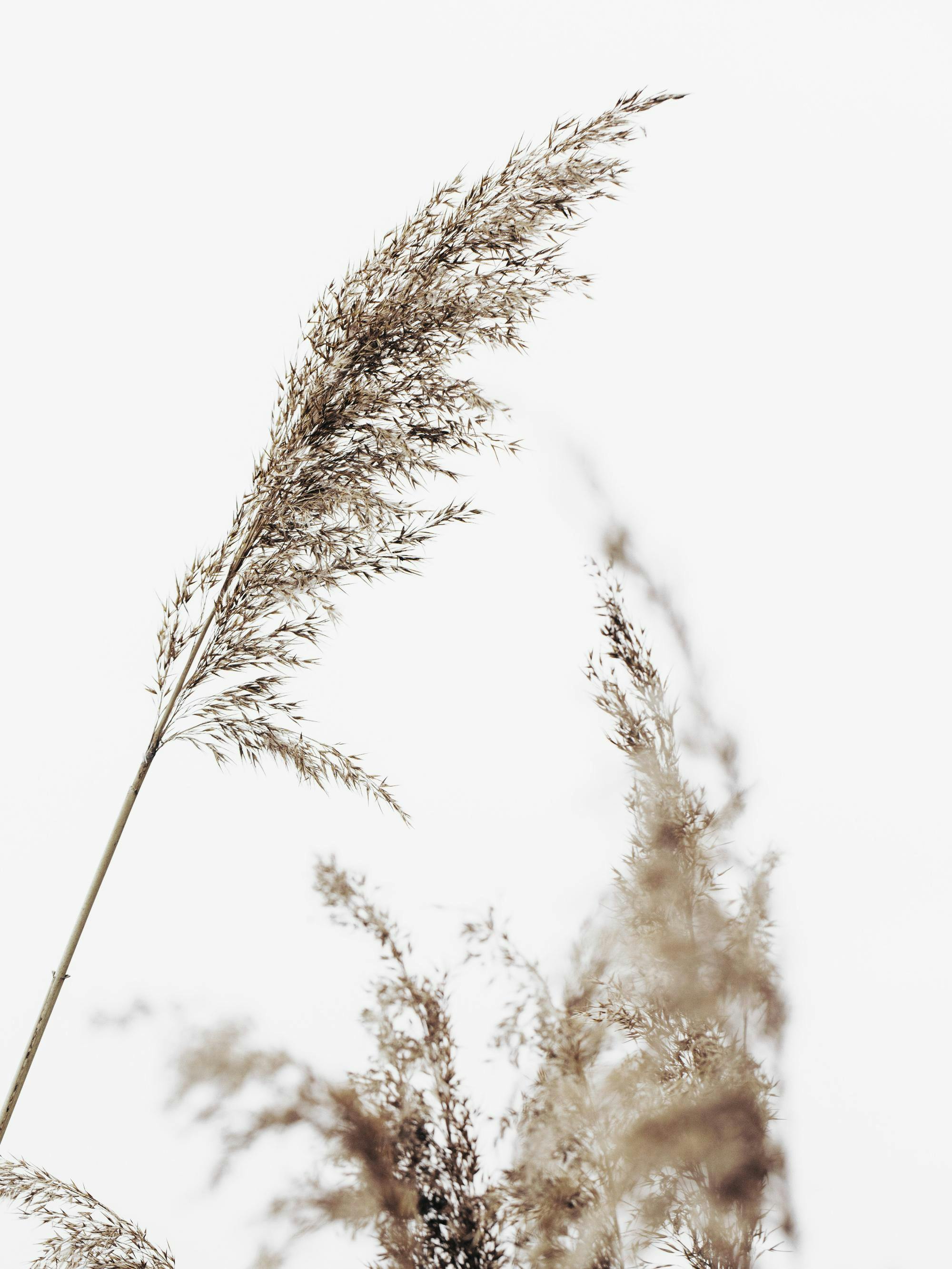 Fotografi av torrt, beigt gräs med en grå himmel, en lugn naturposter för heminredning.