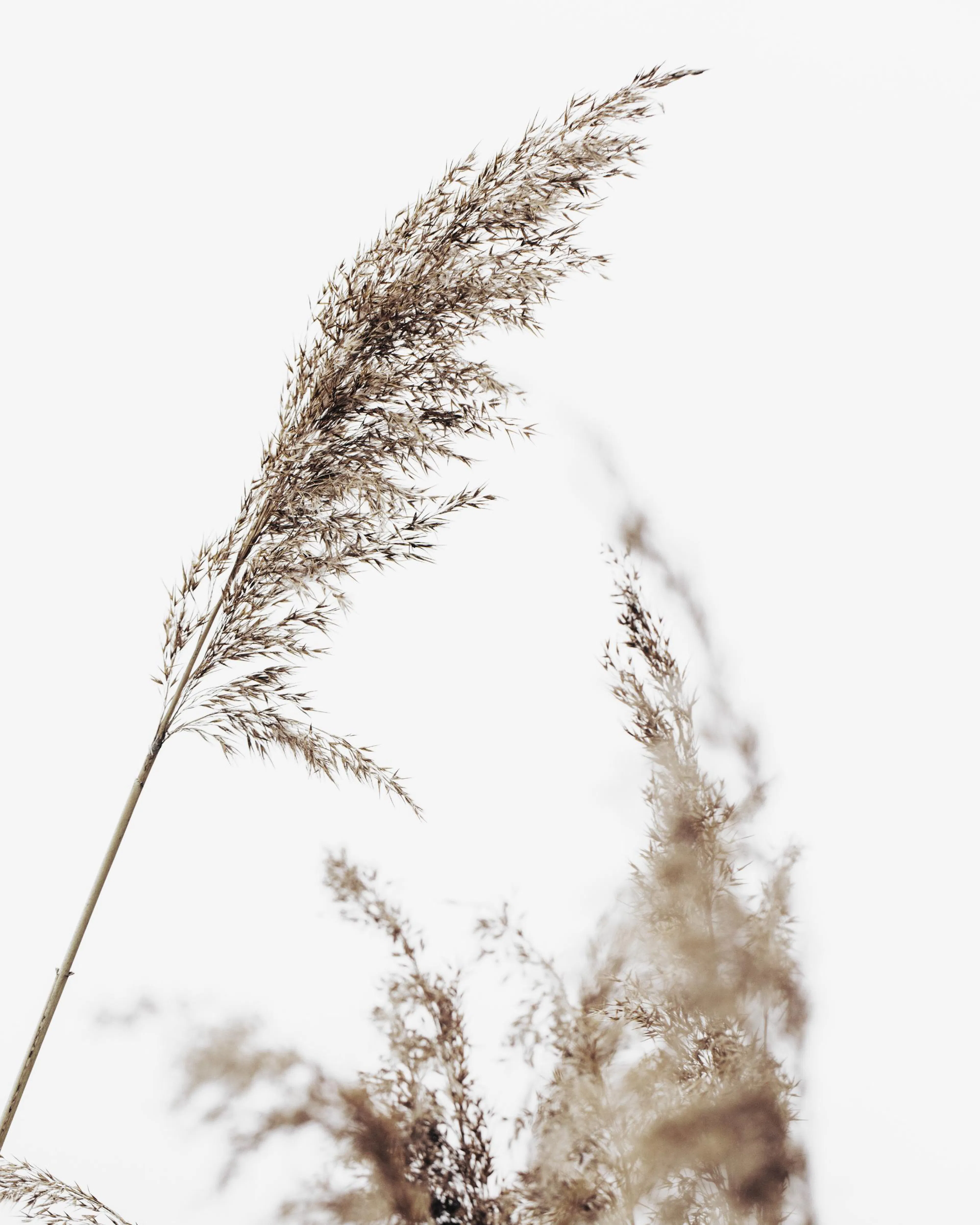 Beige dry grass photograph poster against a light grey sky, a nature print.