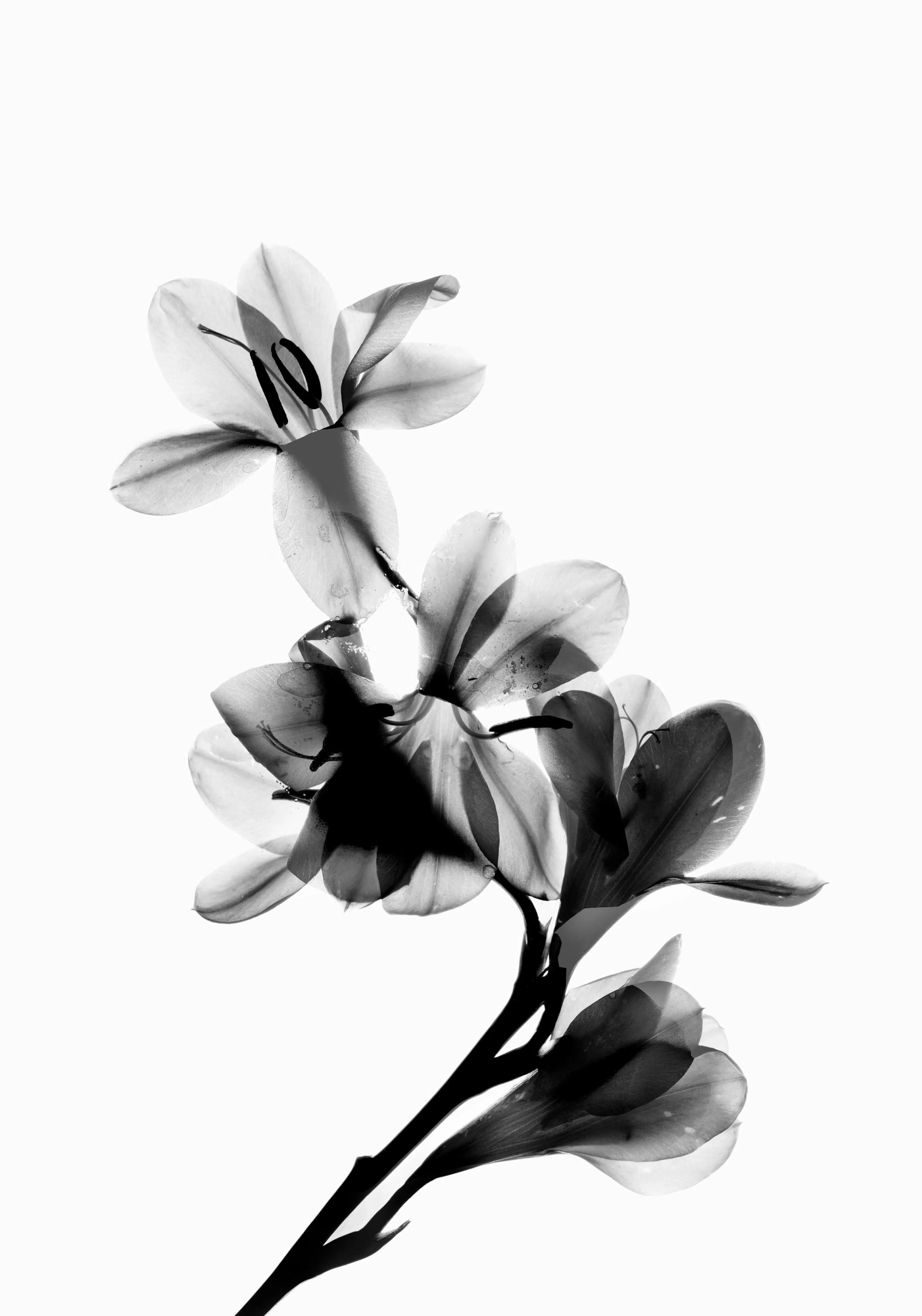 Black and white scanned flower print with translucent petals and dark stems, botanical art poster.
