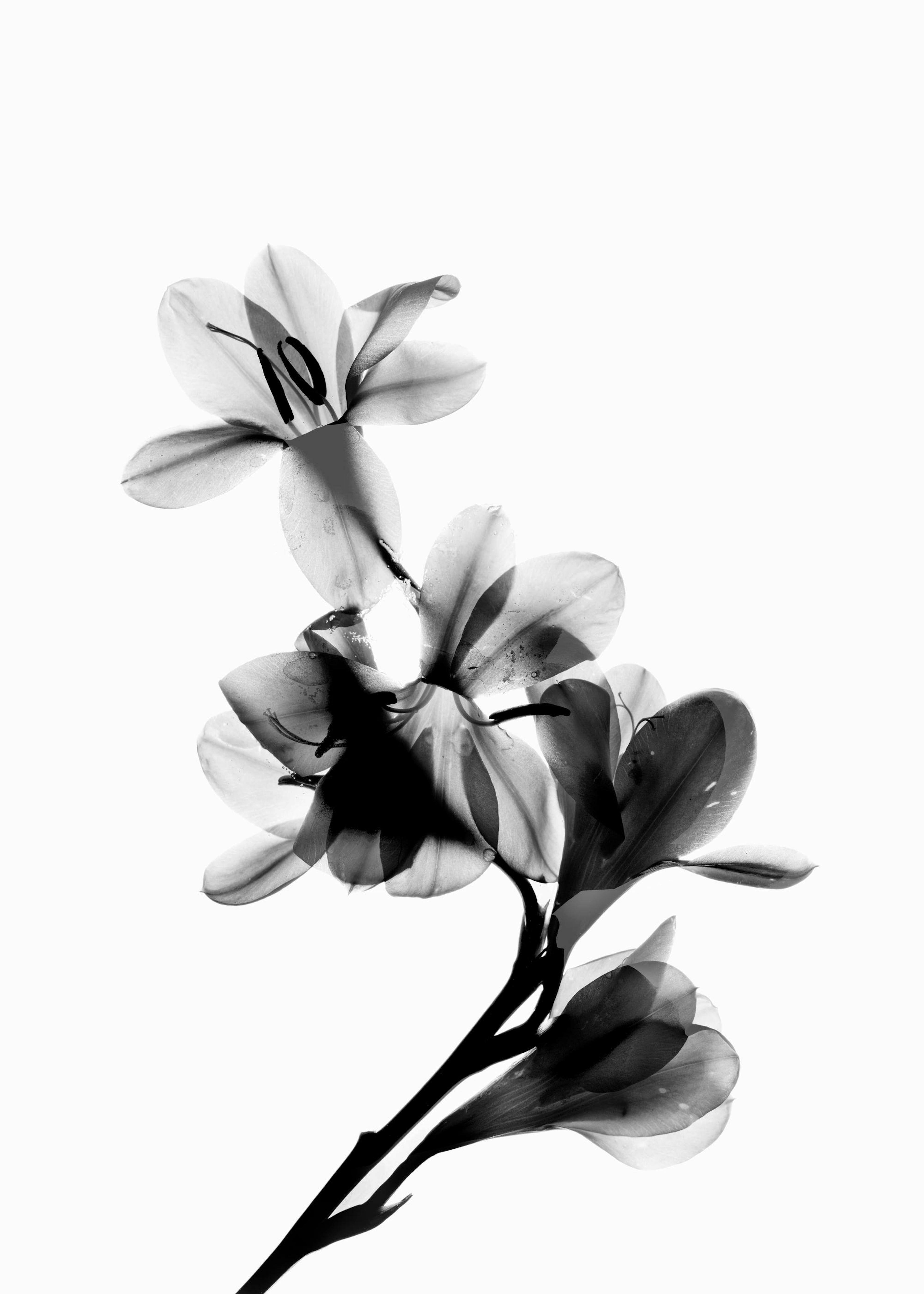 Scanned Flower Poster 0