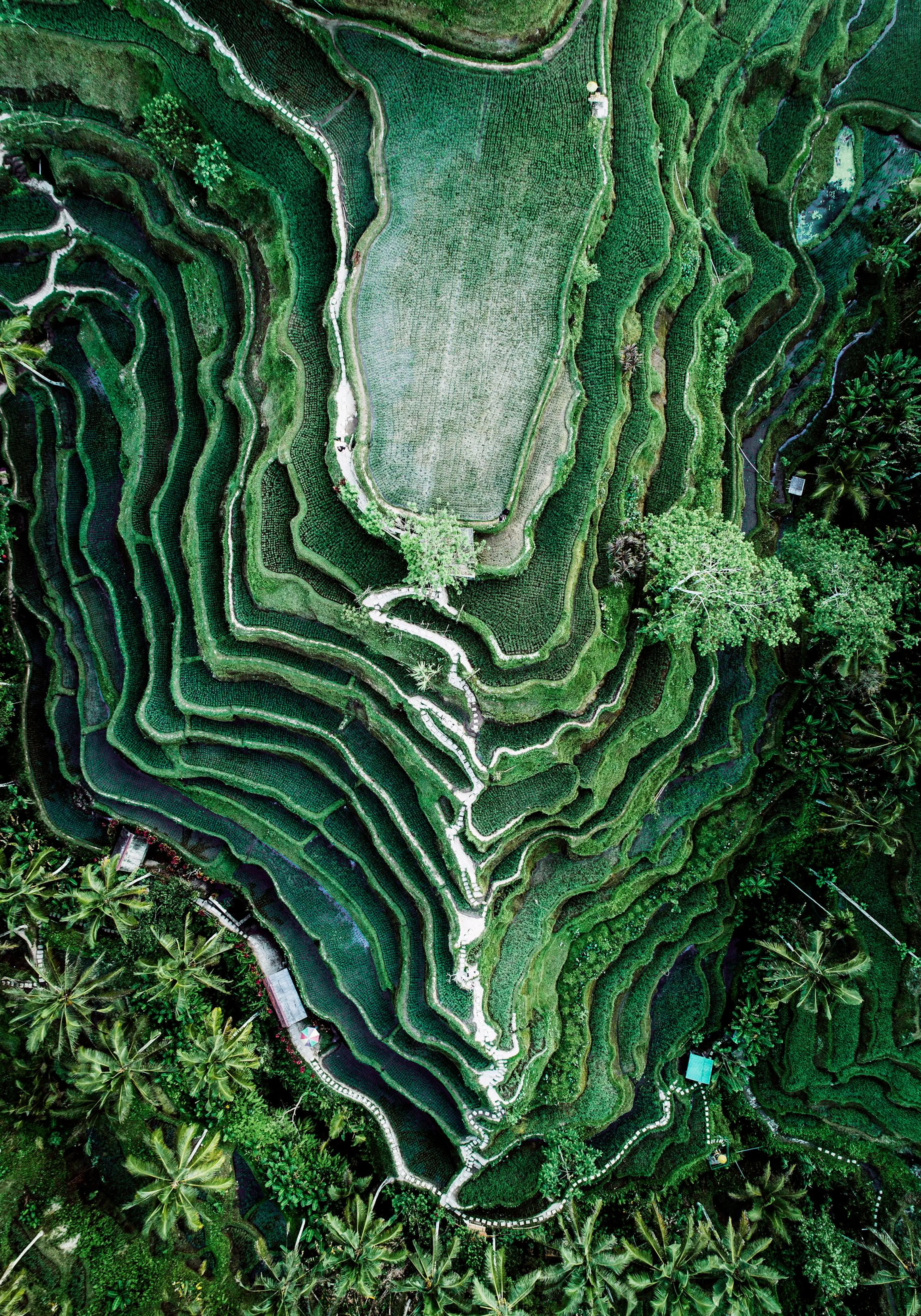 Naturfotografi av en rismark sett ovenfra, med grønne terrasser og palmer som danner et abstrakt mønster.