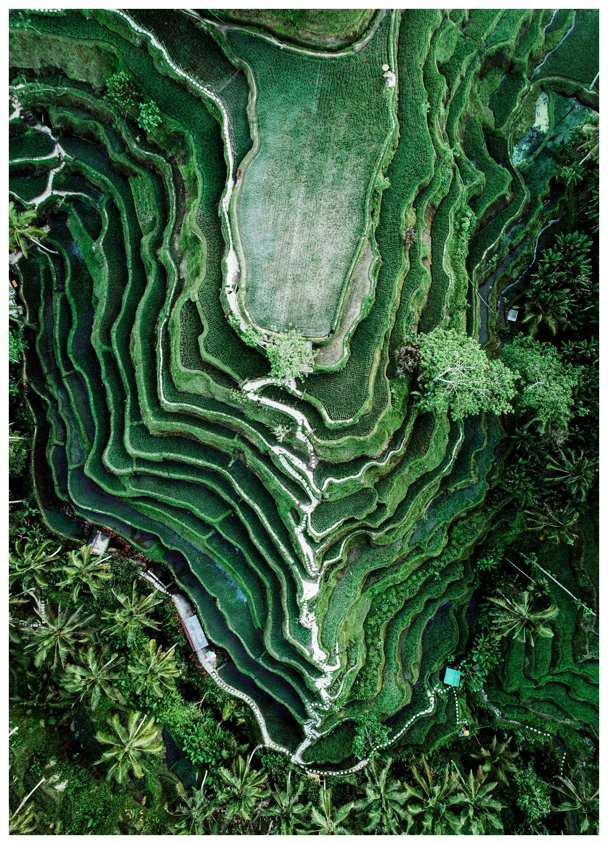 Rice Terraces Poster (21x30 cm) - Poster