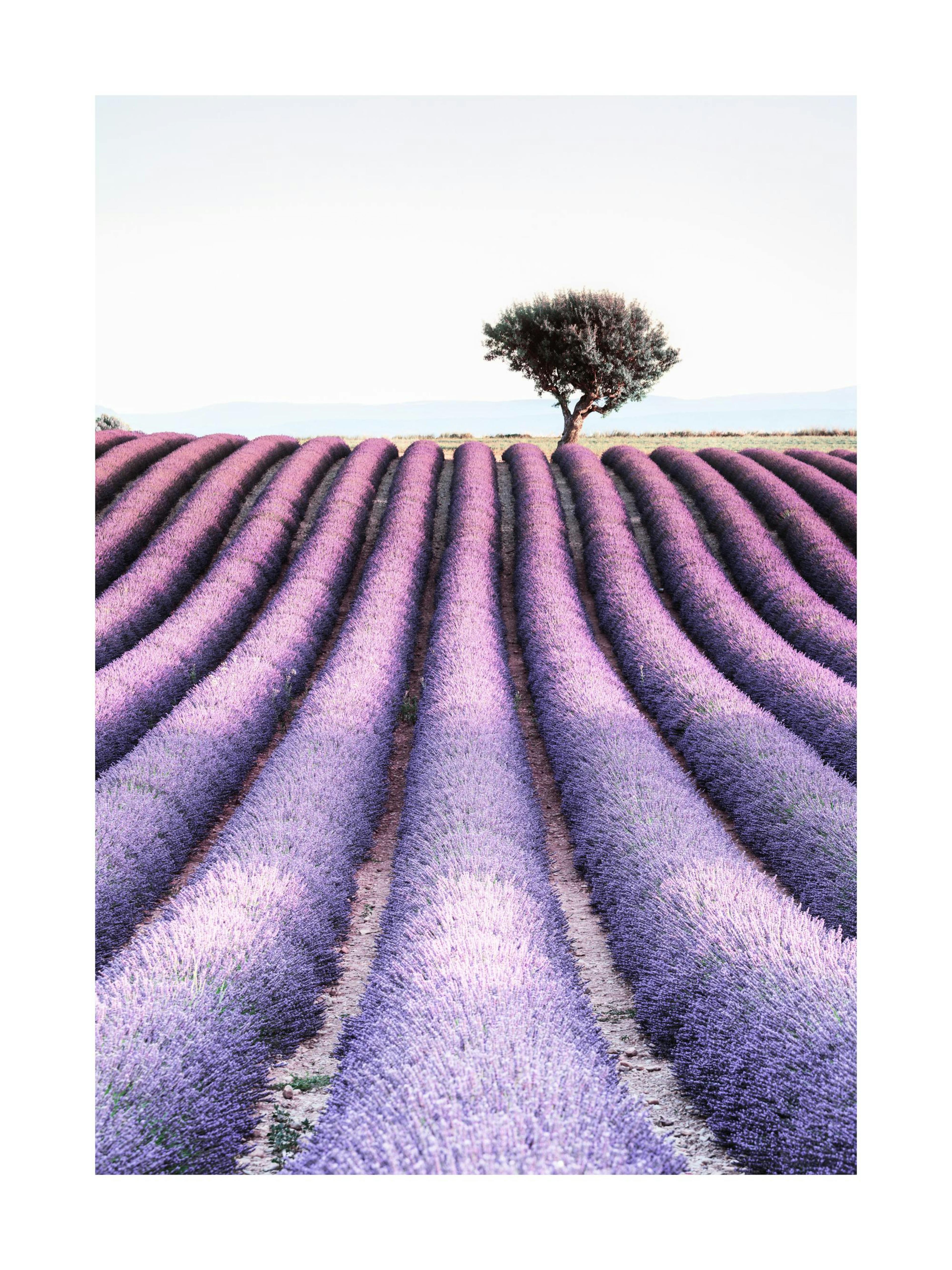 Provence-juliste, jossa puu laventelipeltojen keskellä. Violetit rivit luovat syvyyttä kuvaan.