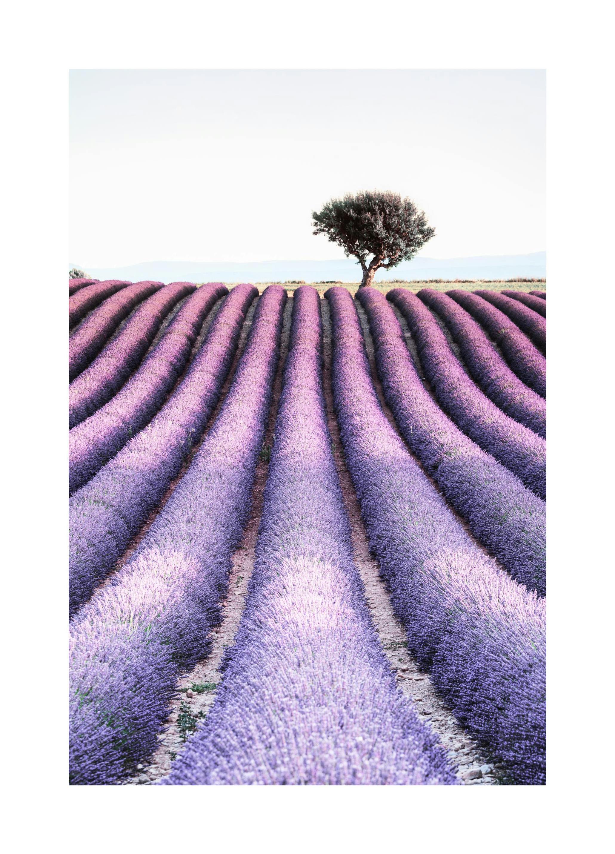 Prints - Provence Print (30x40 cm) - Nature prints