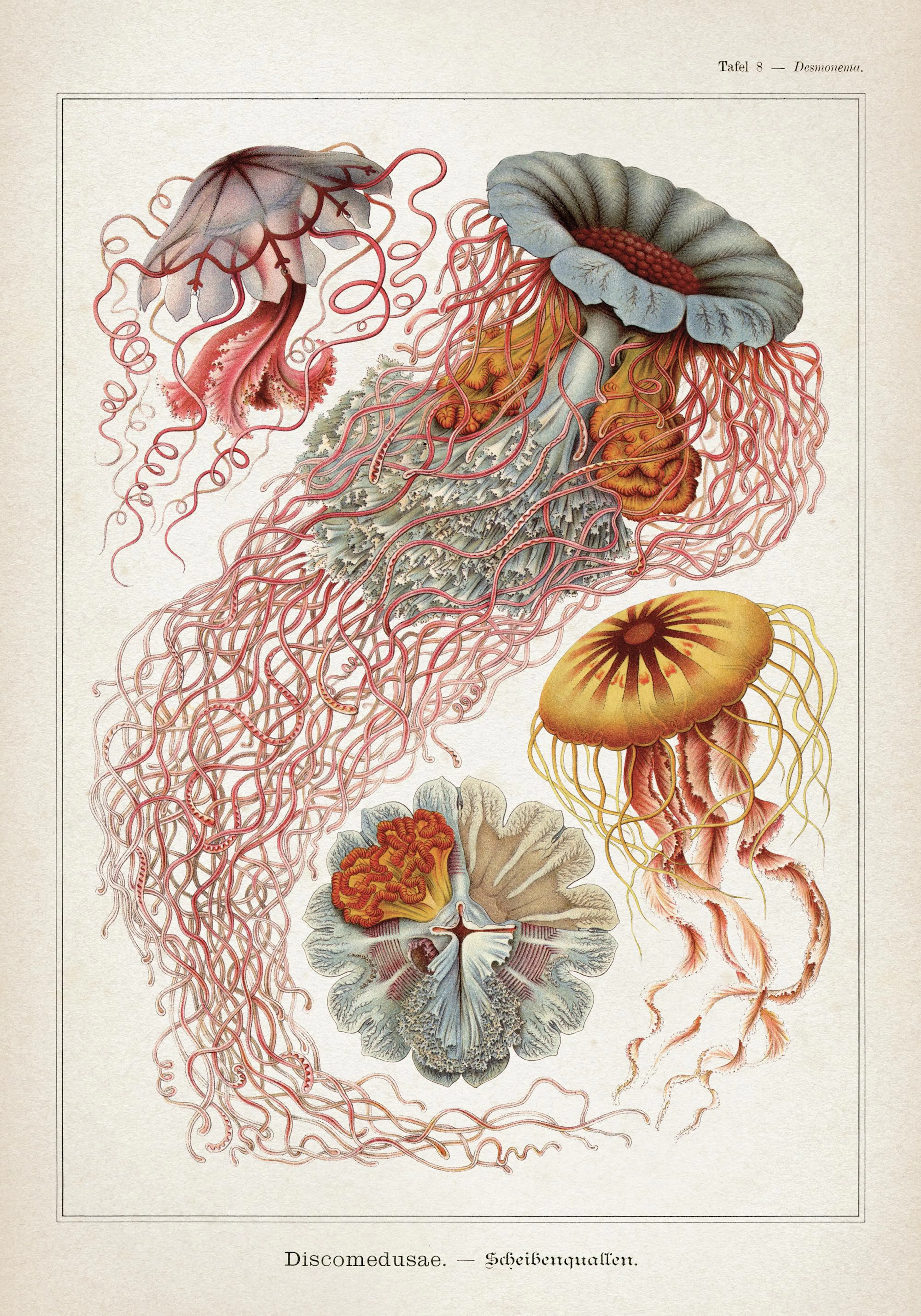 Affiche vintage méduses, illustration scientifique détaillée de créatures marines aux teintes pastel et tentacules rouges sur fo