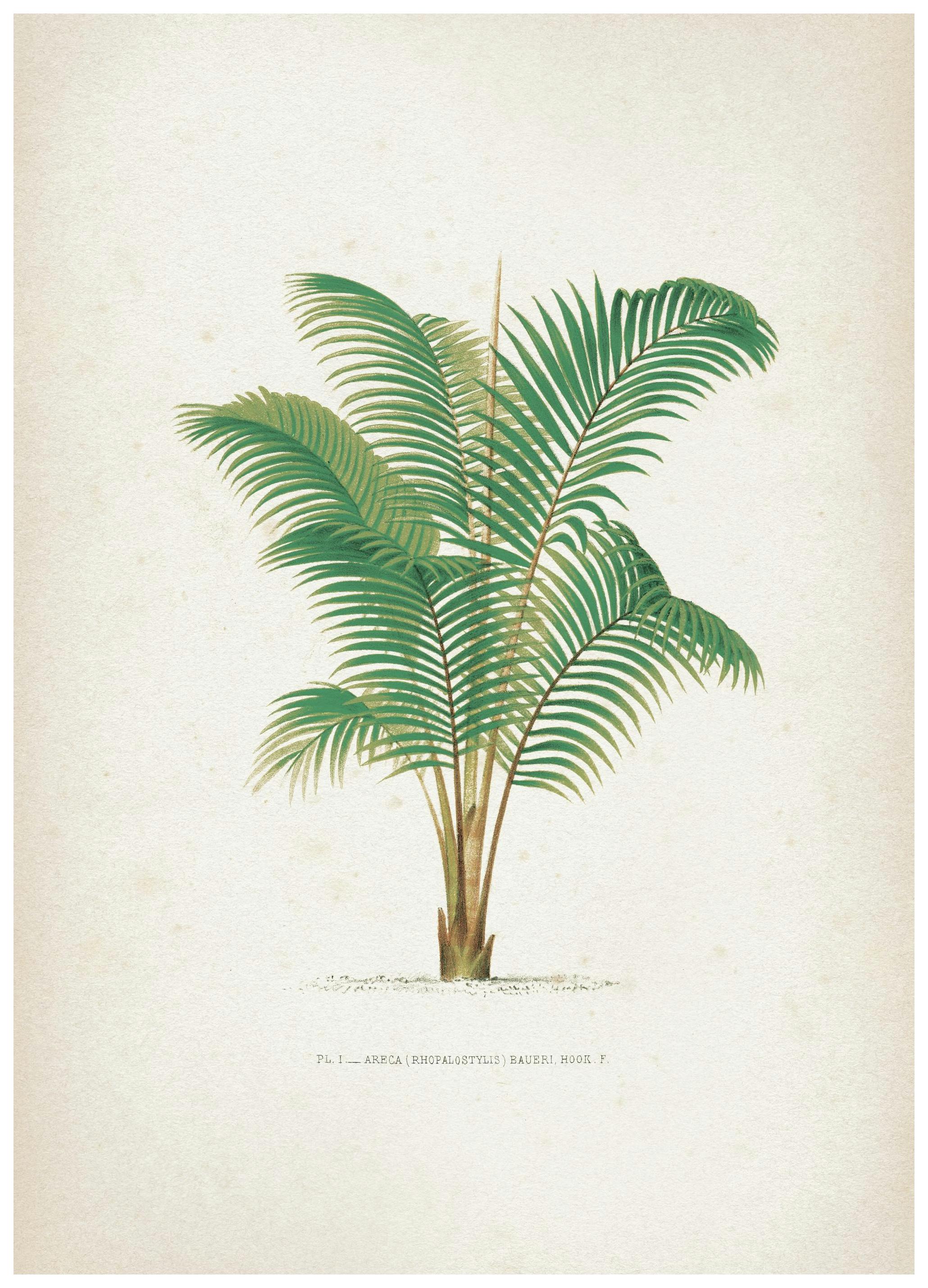 Vintage Print Collection No4 Poster (50x70 cm) - Vintage posters