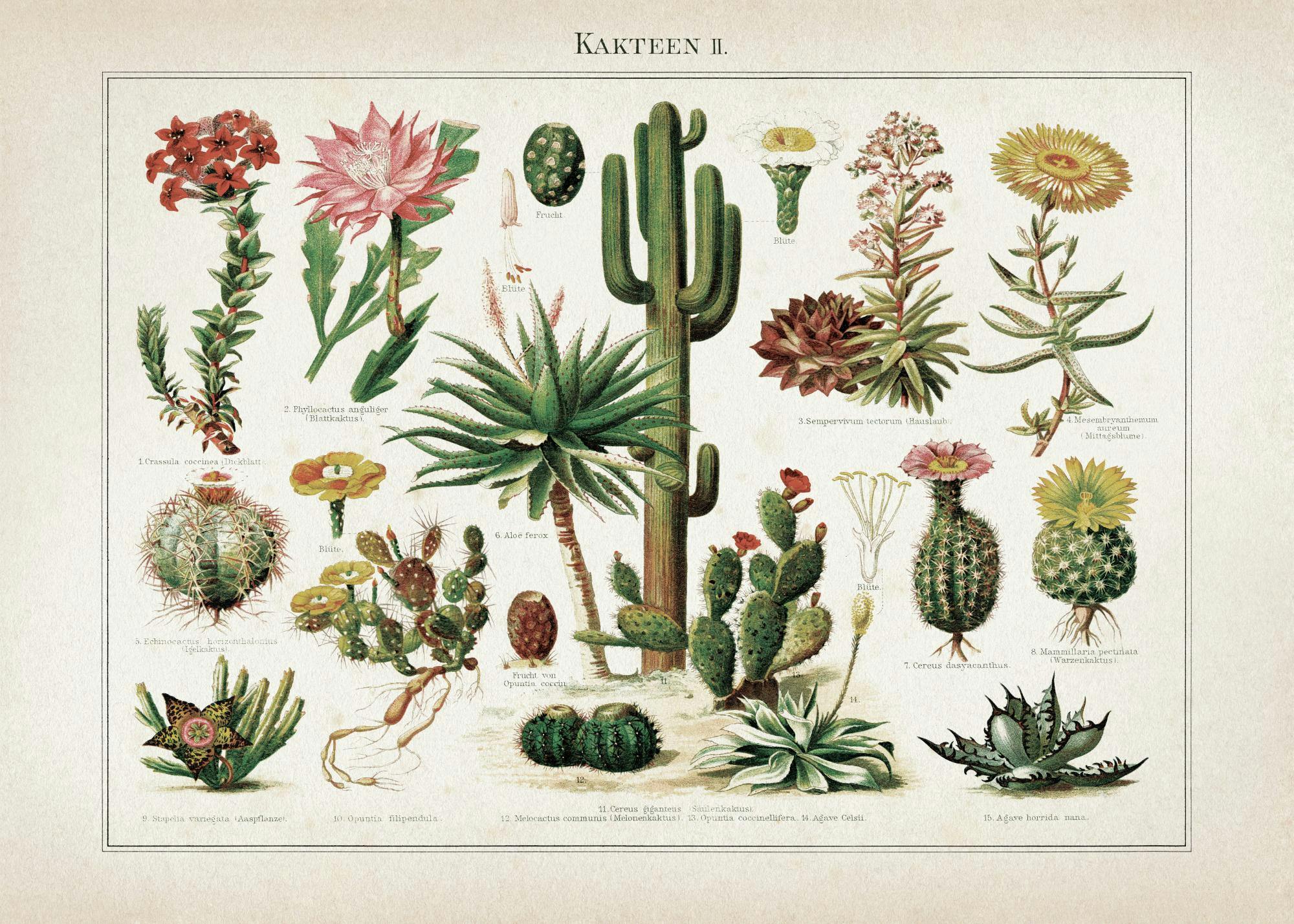 Póster botánico vintage de cactáceas, suculentas y áloes con detalles acuarela en tonos pastel.